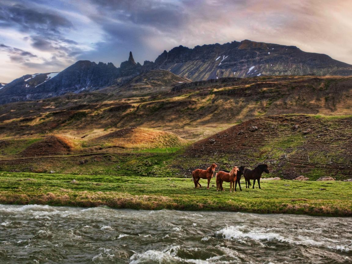 1152x864 Landscape In Iceland And Horses Wallpaper for Fullscreen 1152x864