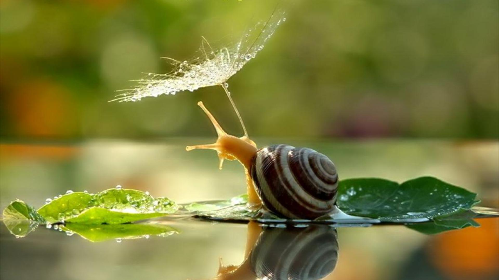1920x1080 Snail wallpaperx1080