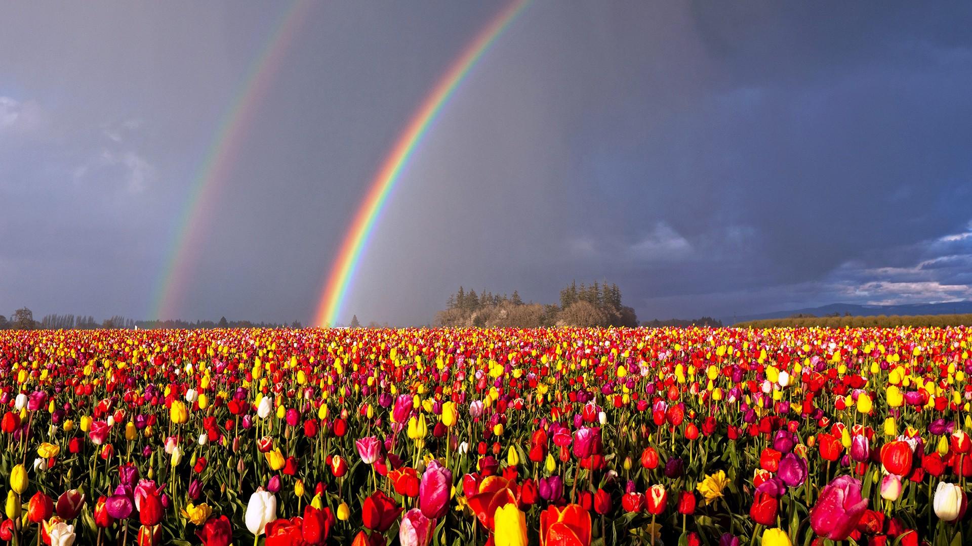 1920x1080 Oregon Double Rainbow Over Flowers Field HD Rainbow Wallpaper