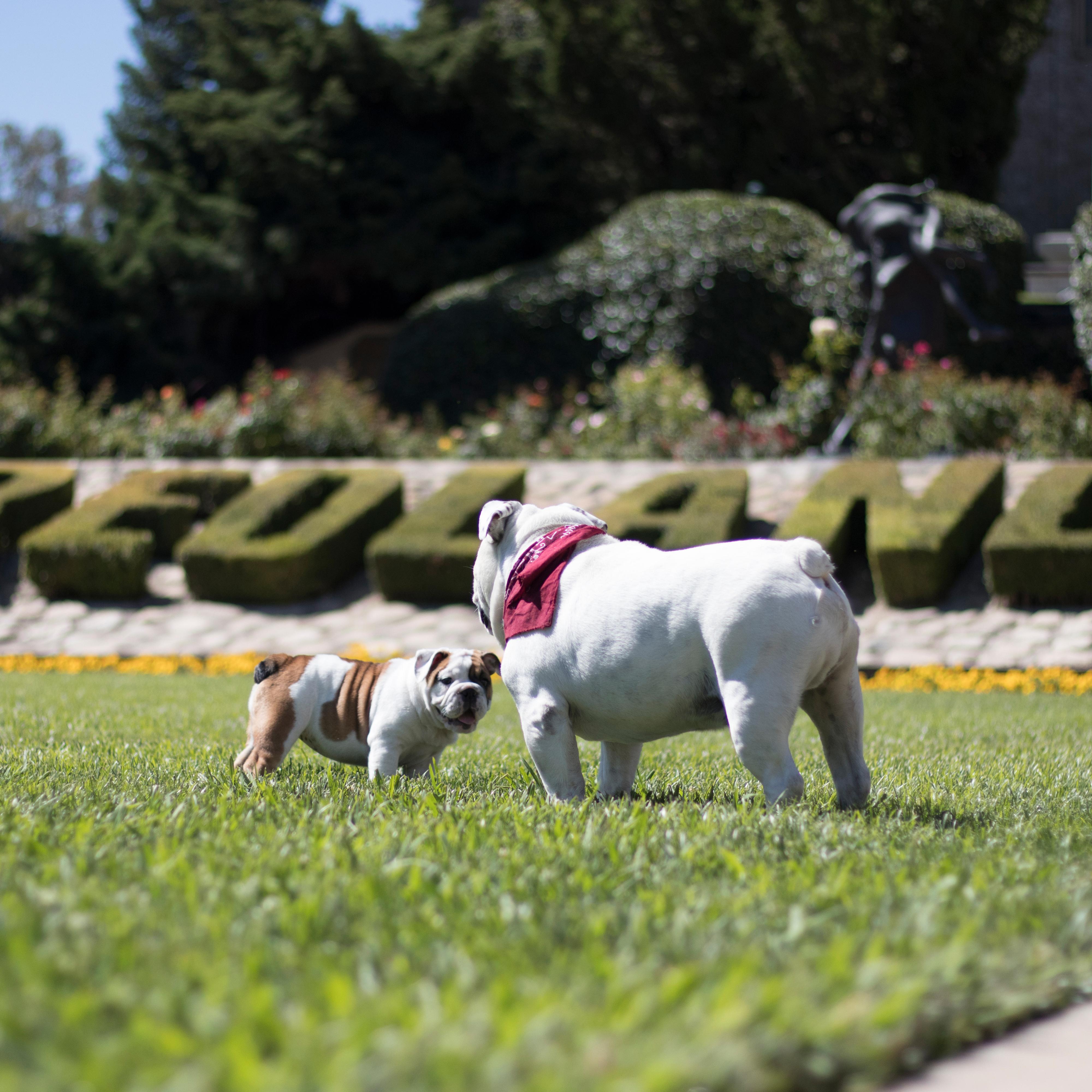 4000x4000 Wallpaper Image. University of Redlands