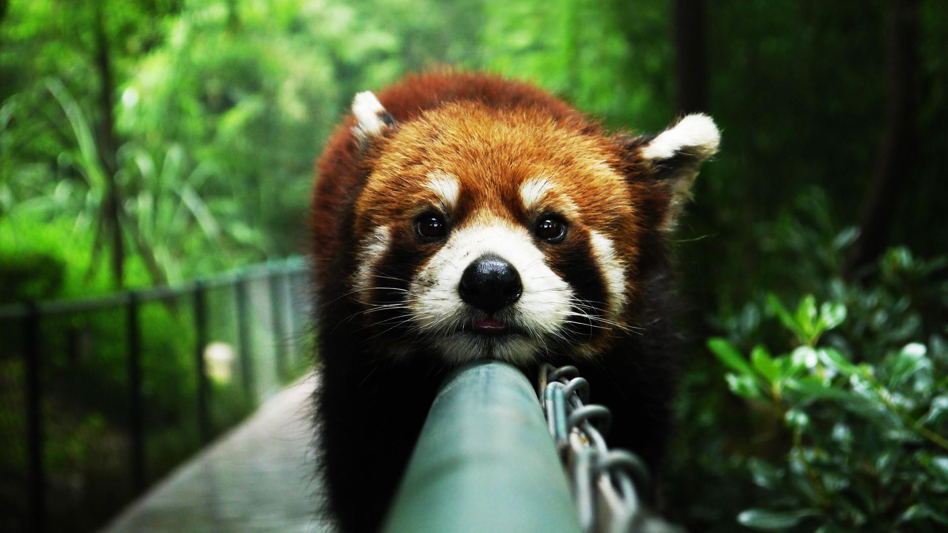 Red Panda Wallpaper Cute Kawaii Giant Panda