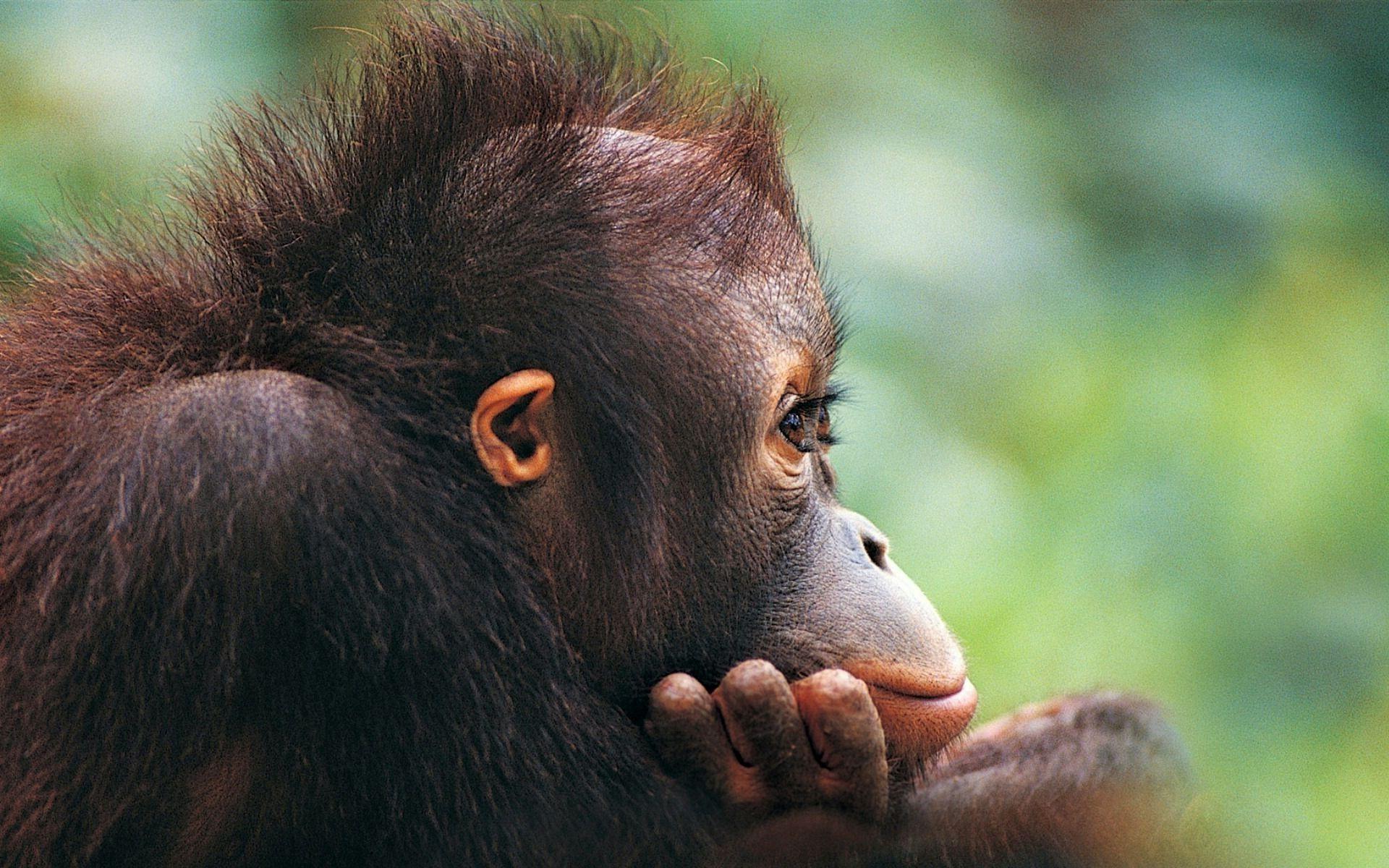 1920x1200 Cute Monkeys Wallpaper