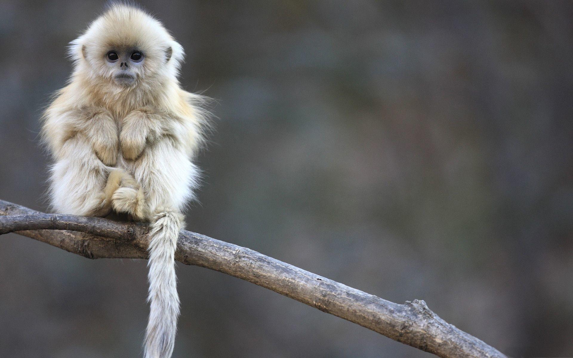 1920x1200 Monkey Funny Wallpaper background picture
