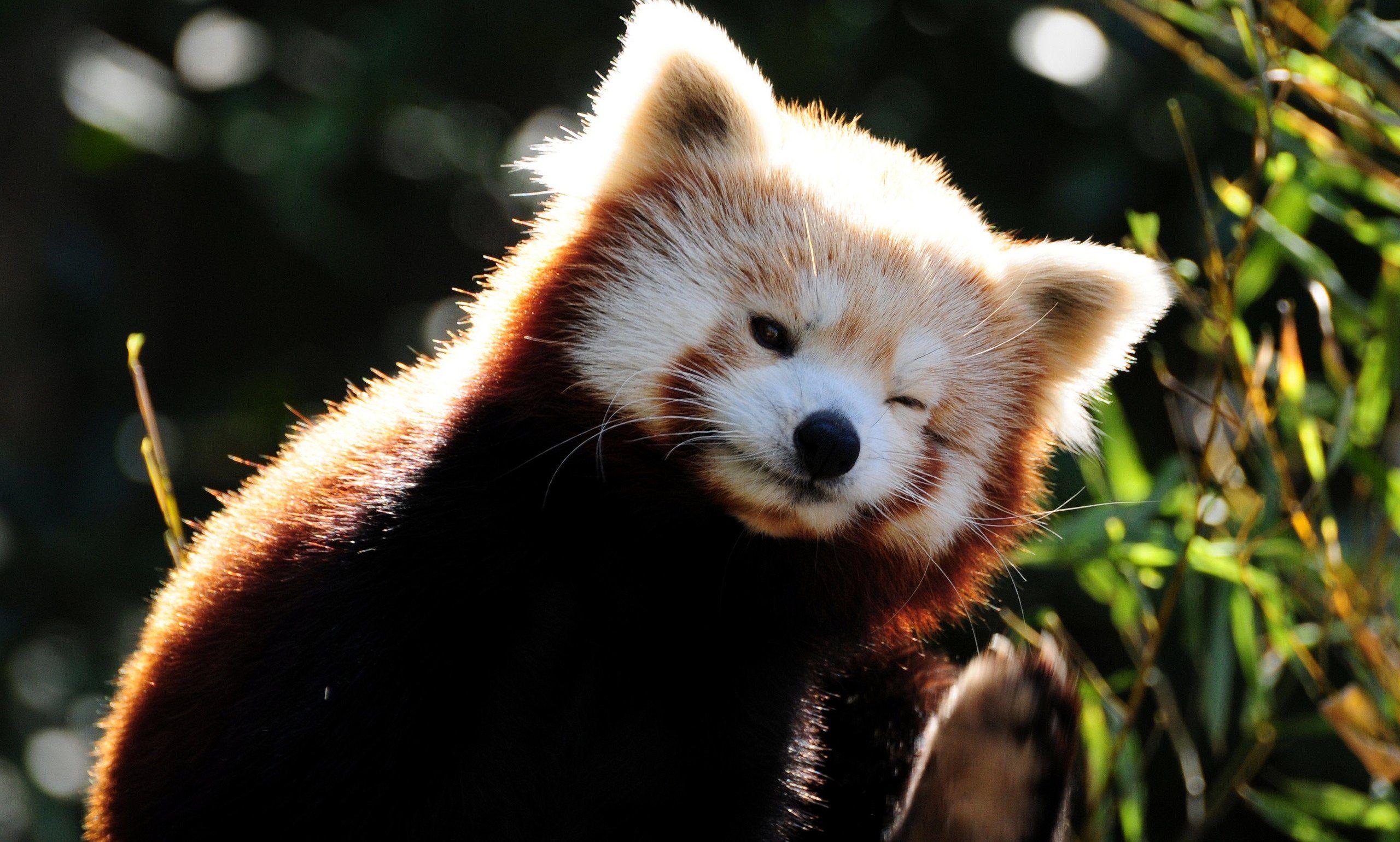 Wallpaper bear art Panda sushi red panda images for desktop section  живопись  download