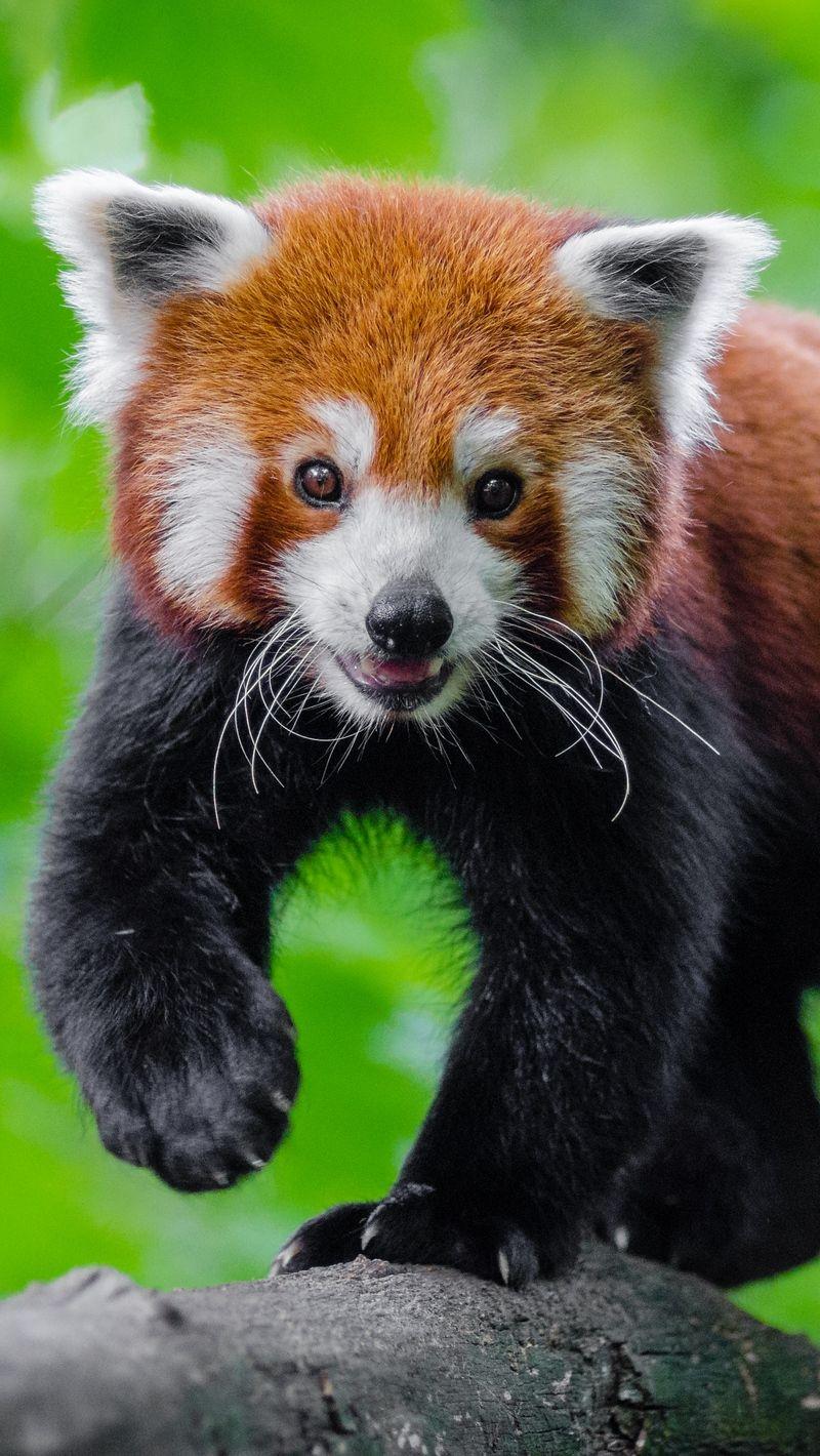 Baby Red Panda Wallpapers Top Free Baby Red Panda Backgrounds Wallpaperaccess