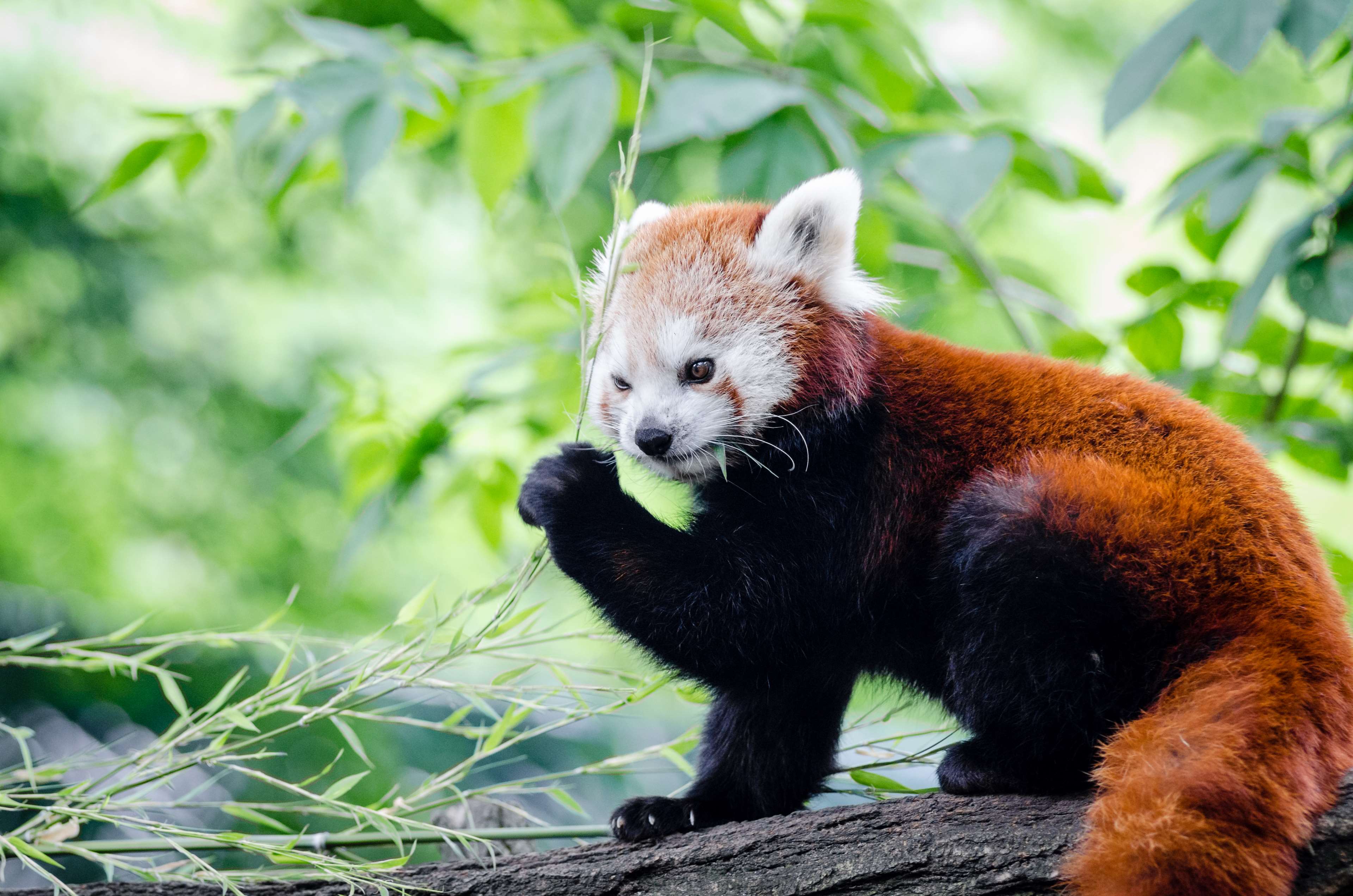 54 Best Free Red Panda Cute Wallpapers Wallpaperaccess