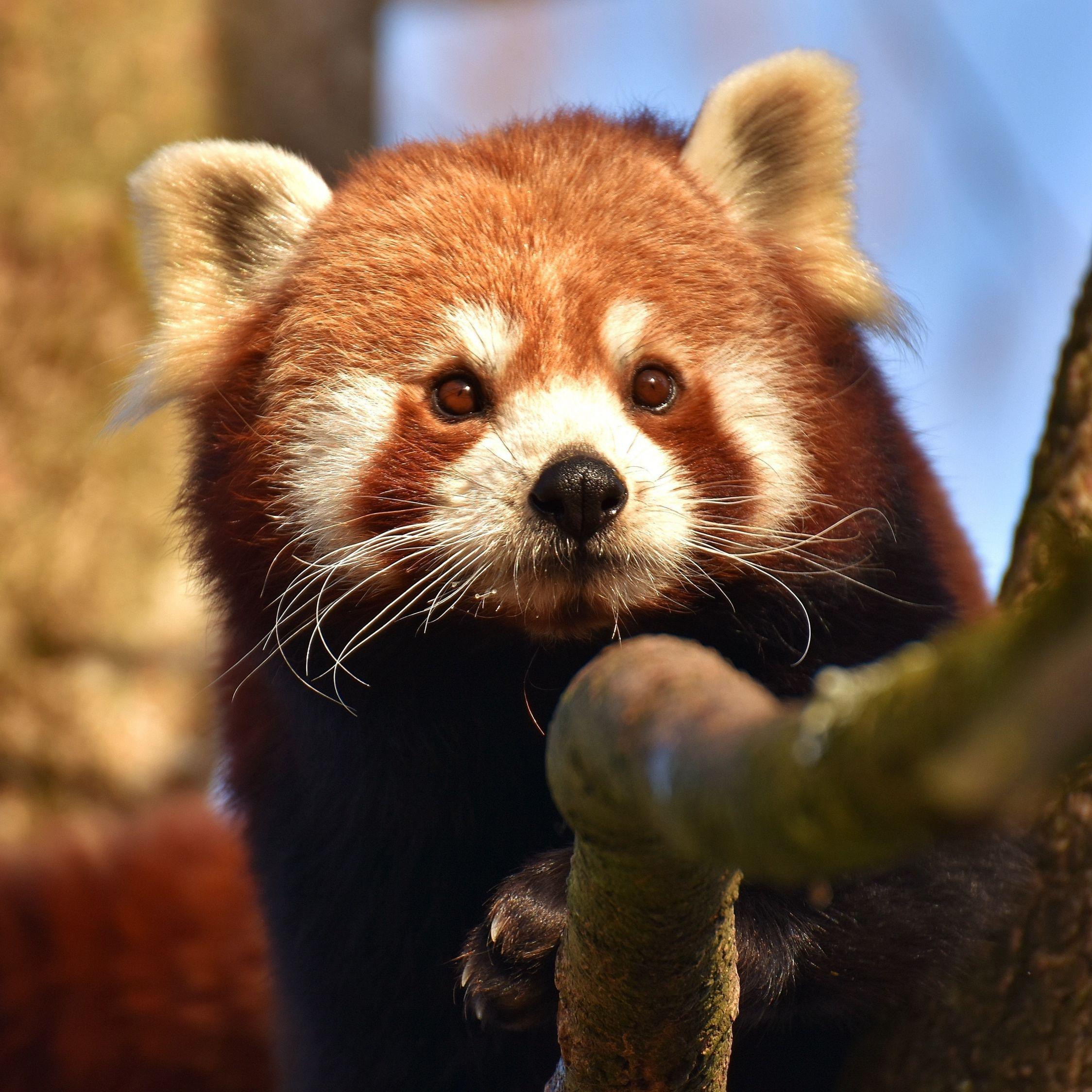 Red Panda  Cute  Wallpapers  Top Free Red Panda  Cute  