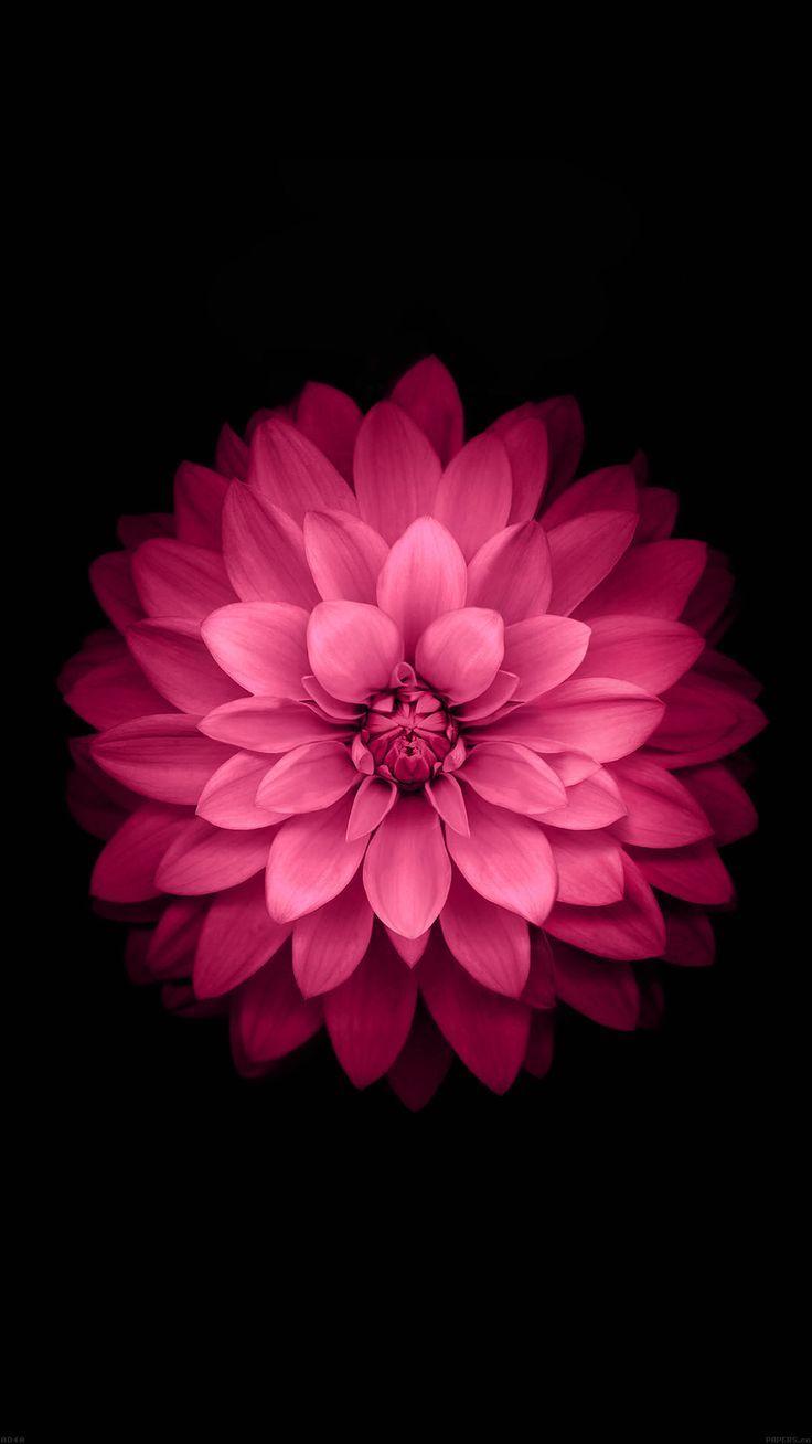 736x1308 Hot Pink And Black Wallpaper
