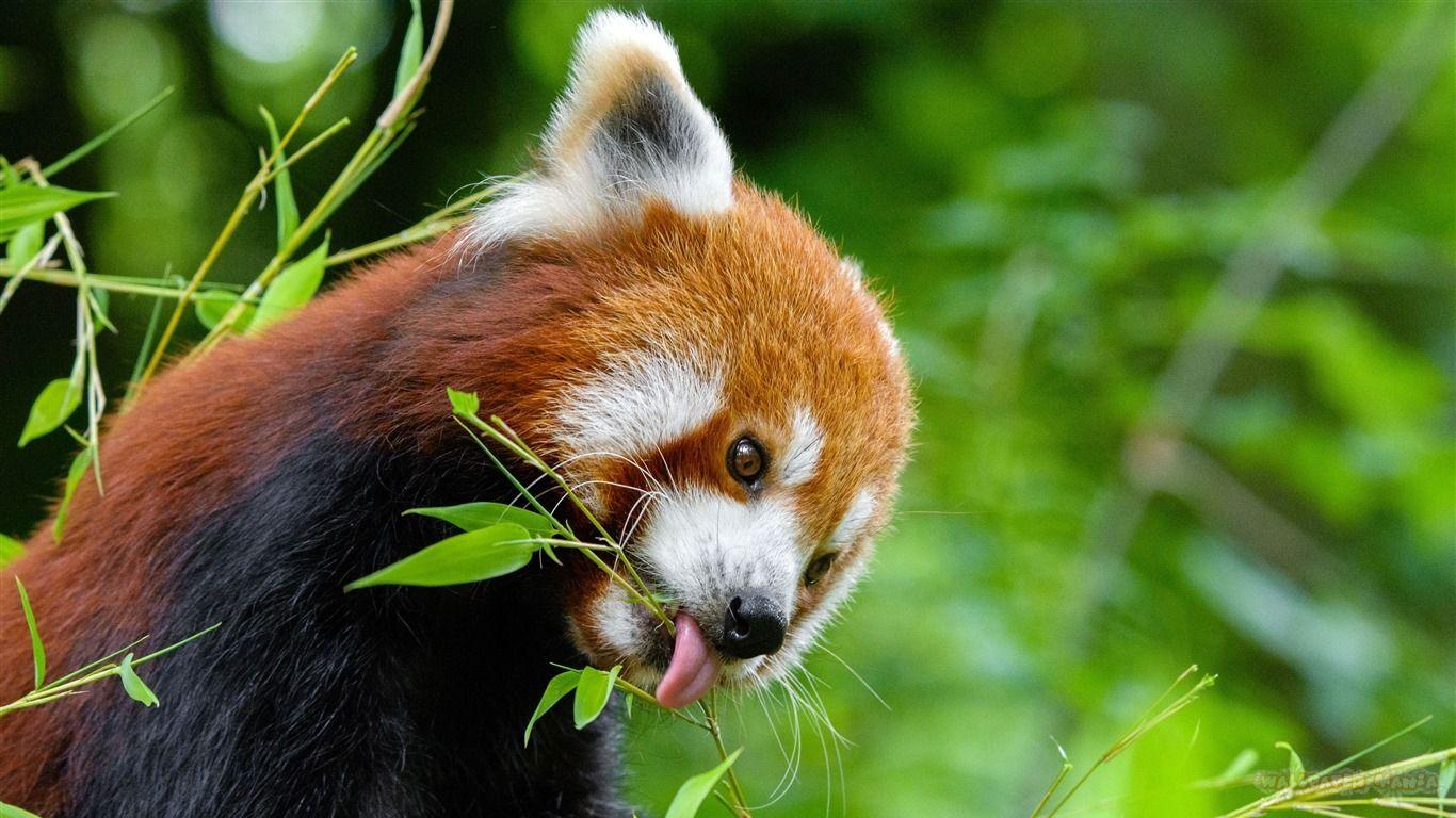 Red Panda  Cute Wallpapers  Top Free Red Panda  Cute 