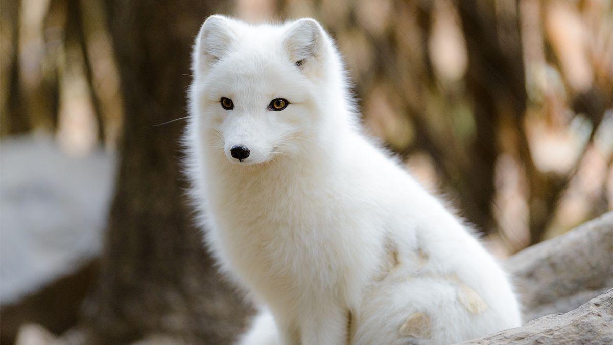 1200x675 Baby It's Cold Outside! How the Arctic Fox Survives Frigid Temps