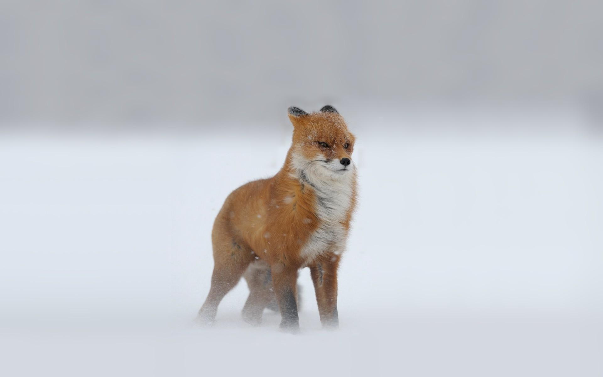 1920x1200 Cute Winter Animal