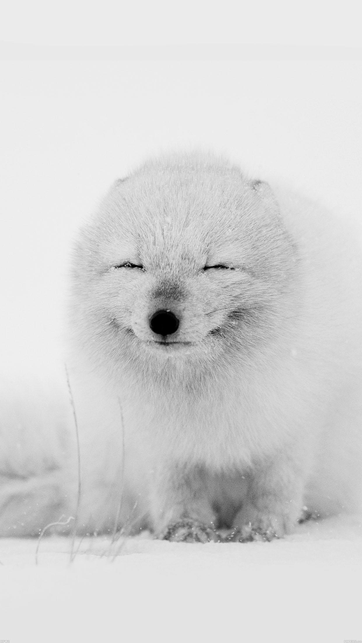 1242x2208 Arctic Fox Happy Moment