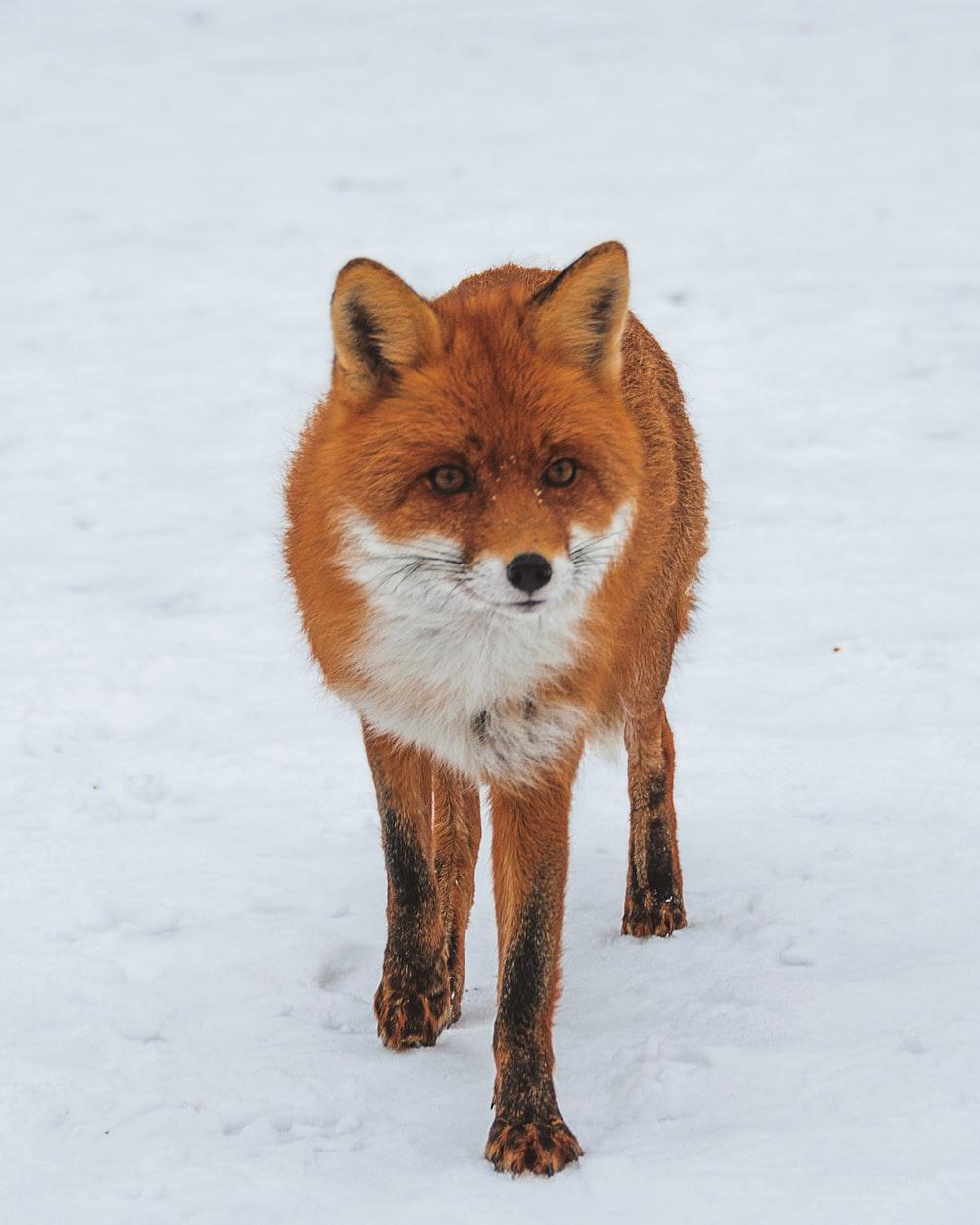 1000x1250 Fox Image. Download Free Picture