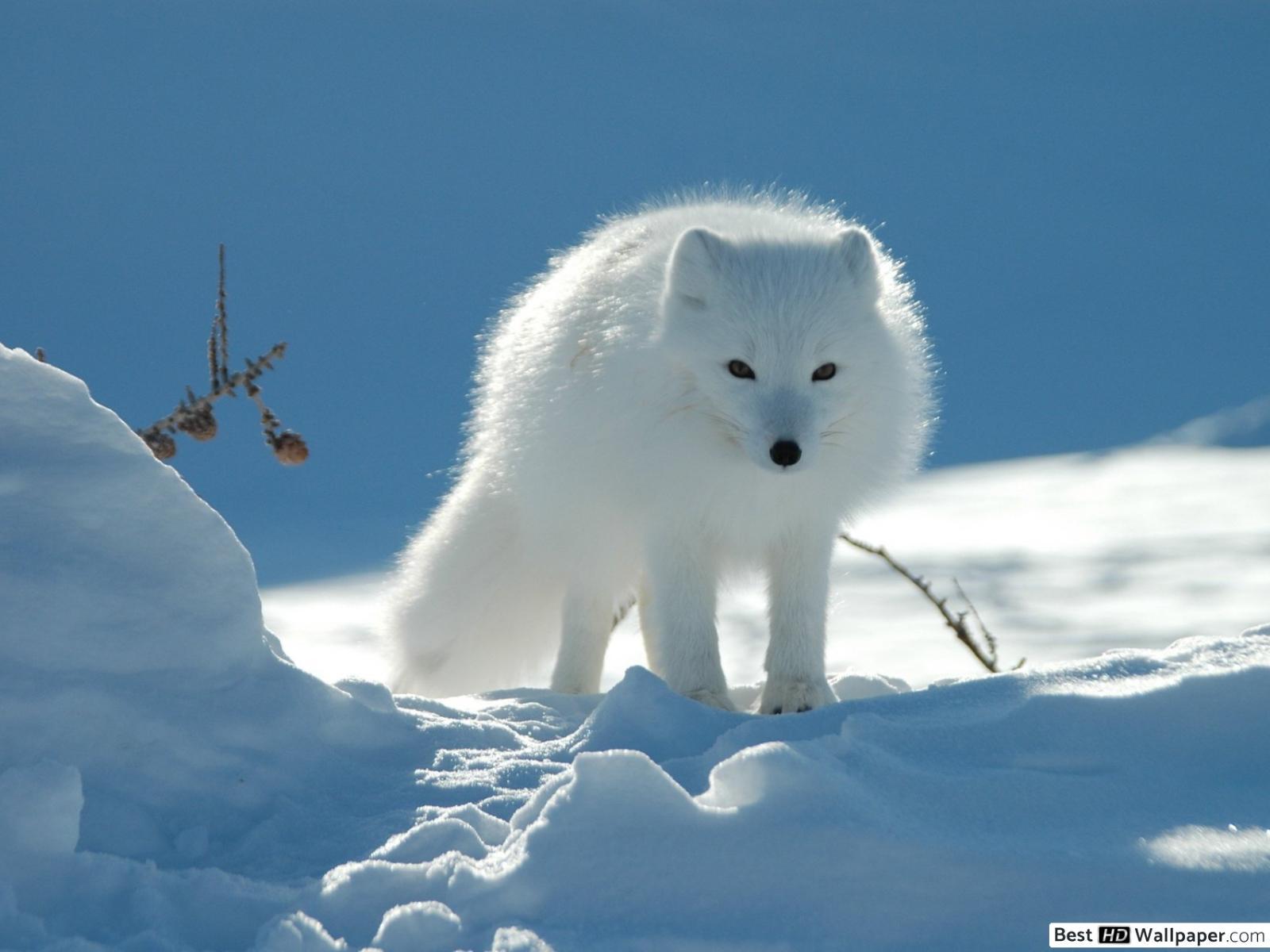1600x1200 White Arctic fox HD wallpaper download
