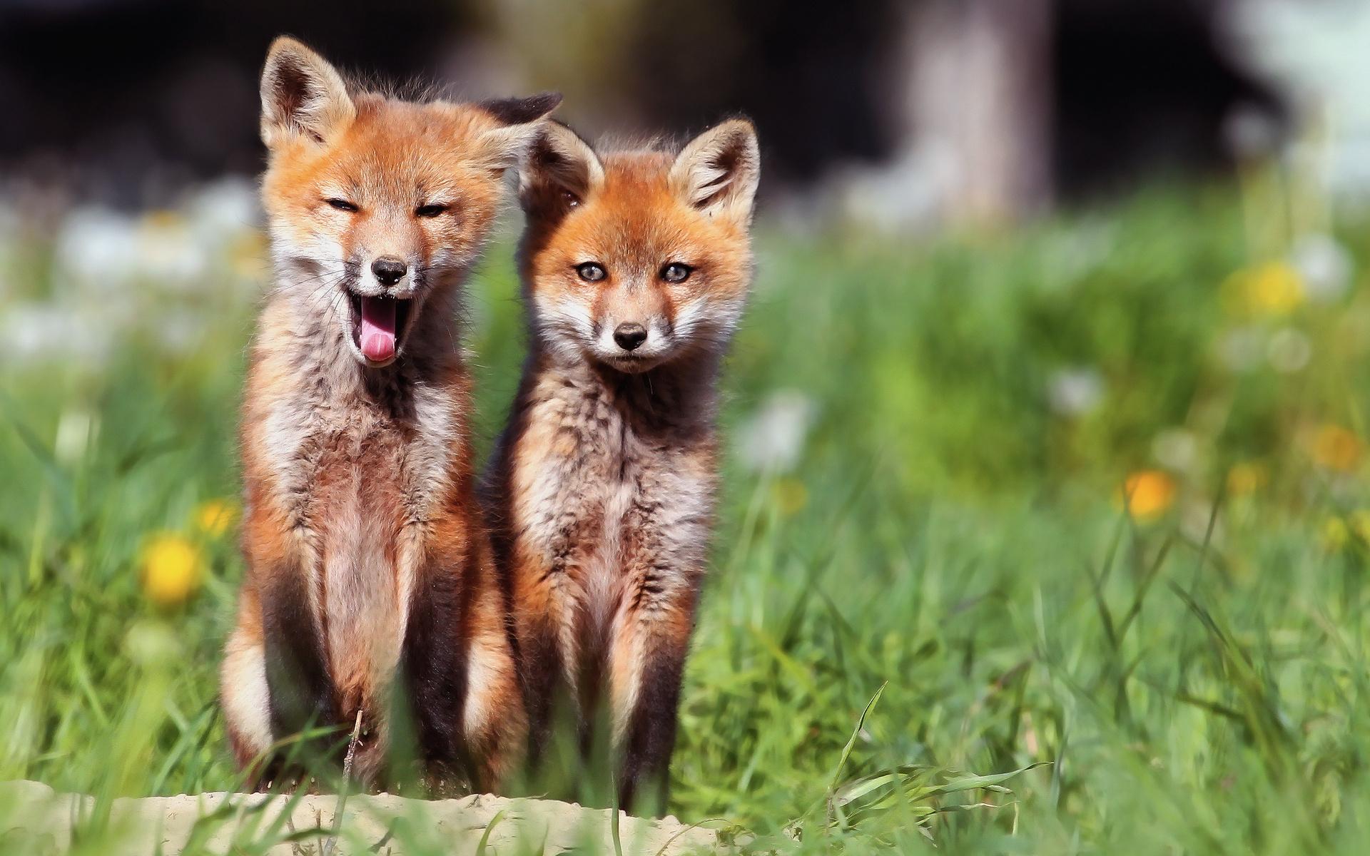 1920x1200 Funny Fox Cubs Wallpaper