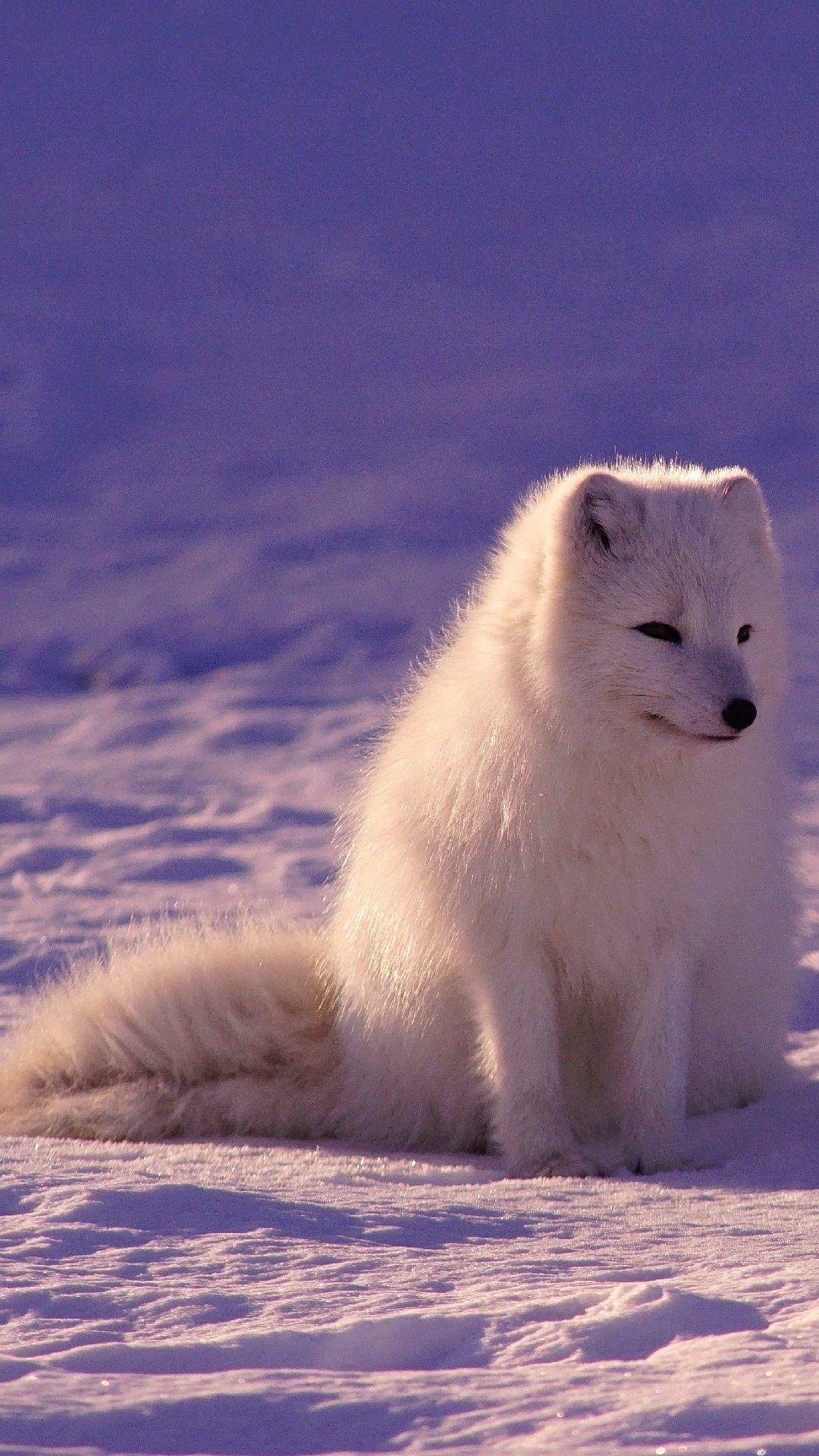 1080x1920 Arctic Fox HD Wallpaper