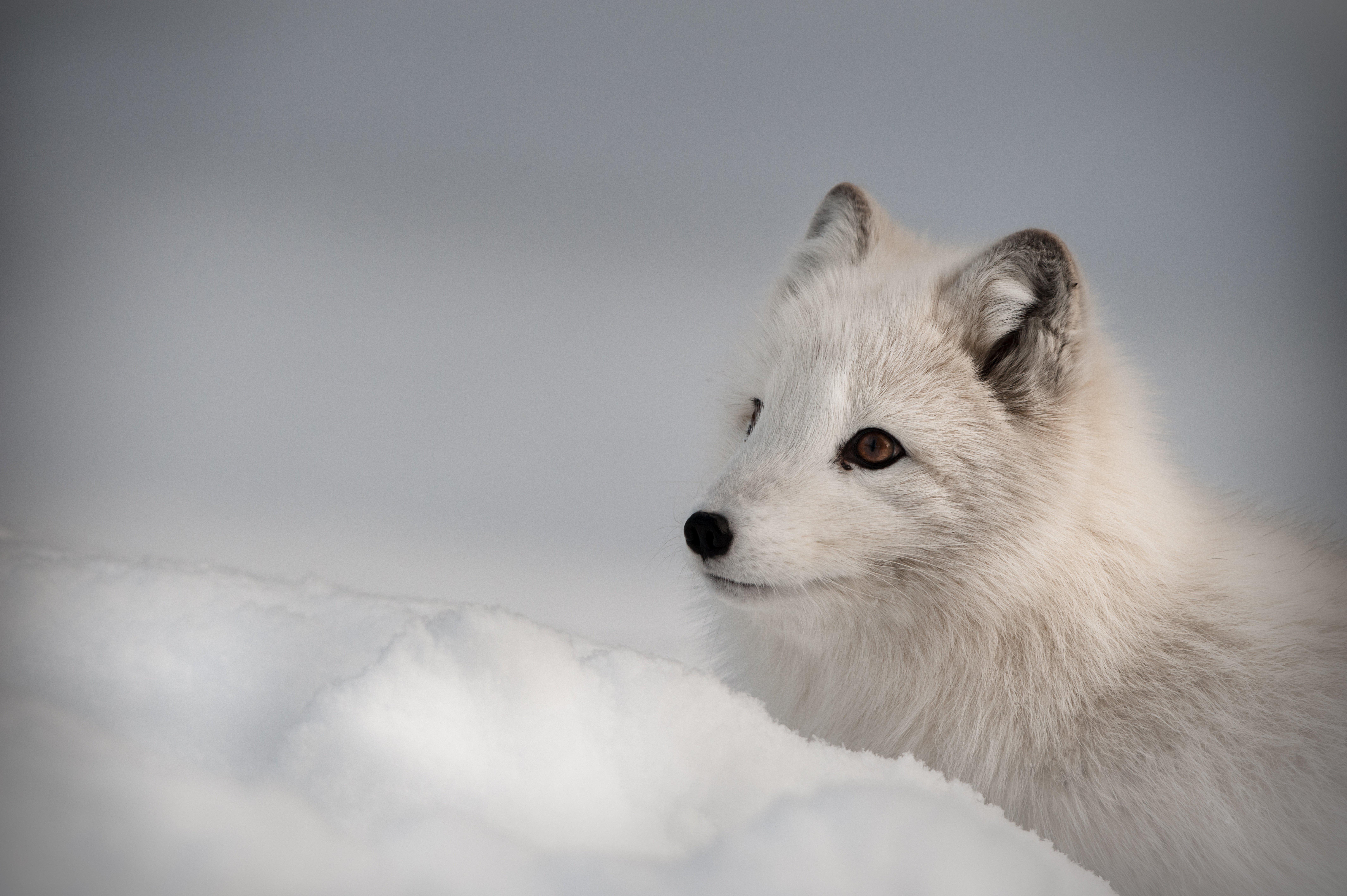 8512x5664 Fox Wallpaper and HD Background free download on PicGaGa