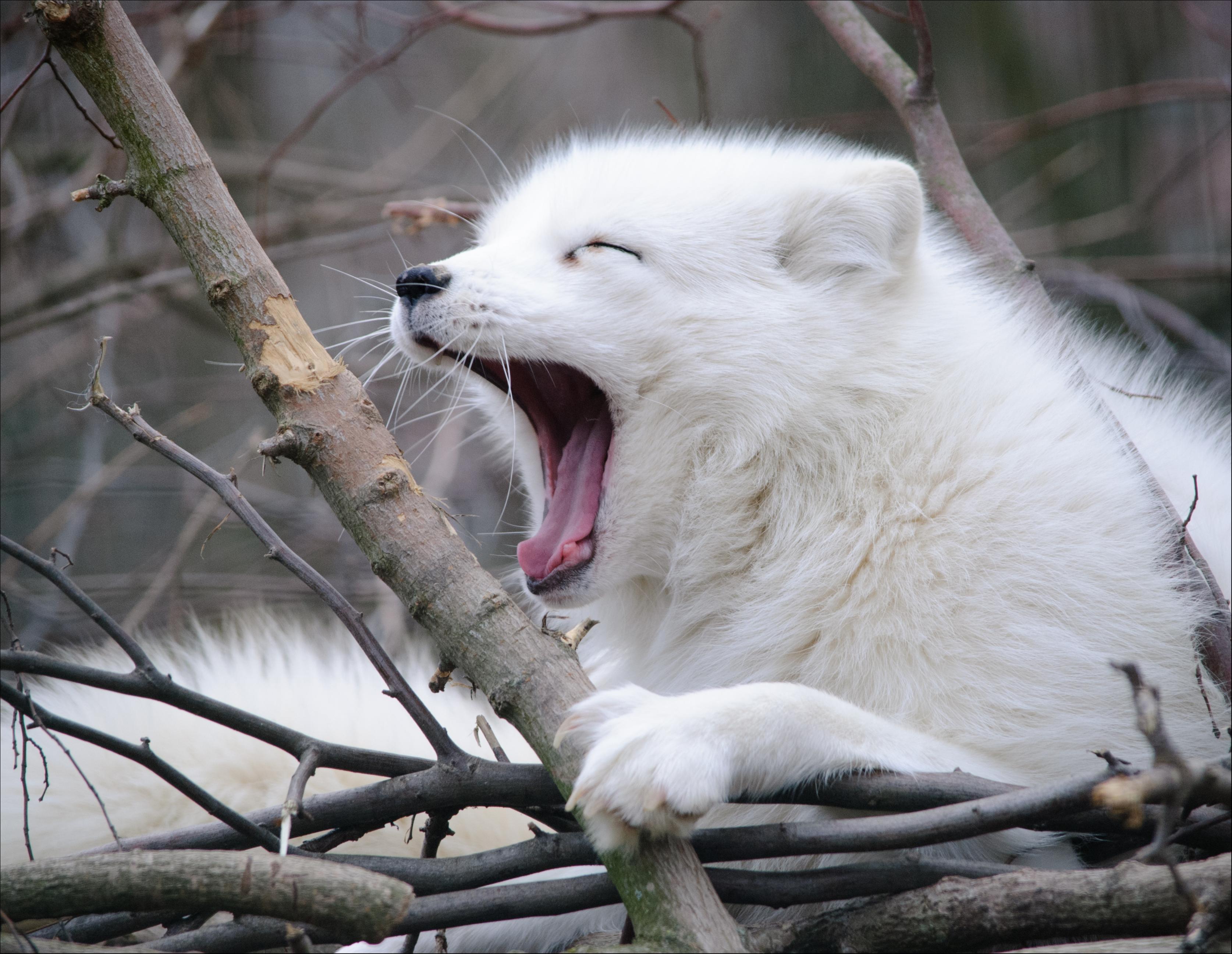3349x2592 Arctic Fox Animal Facts