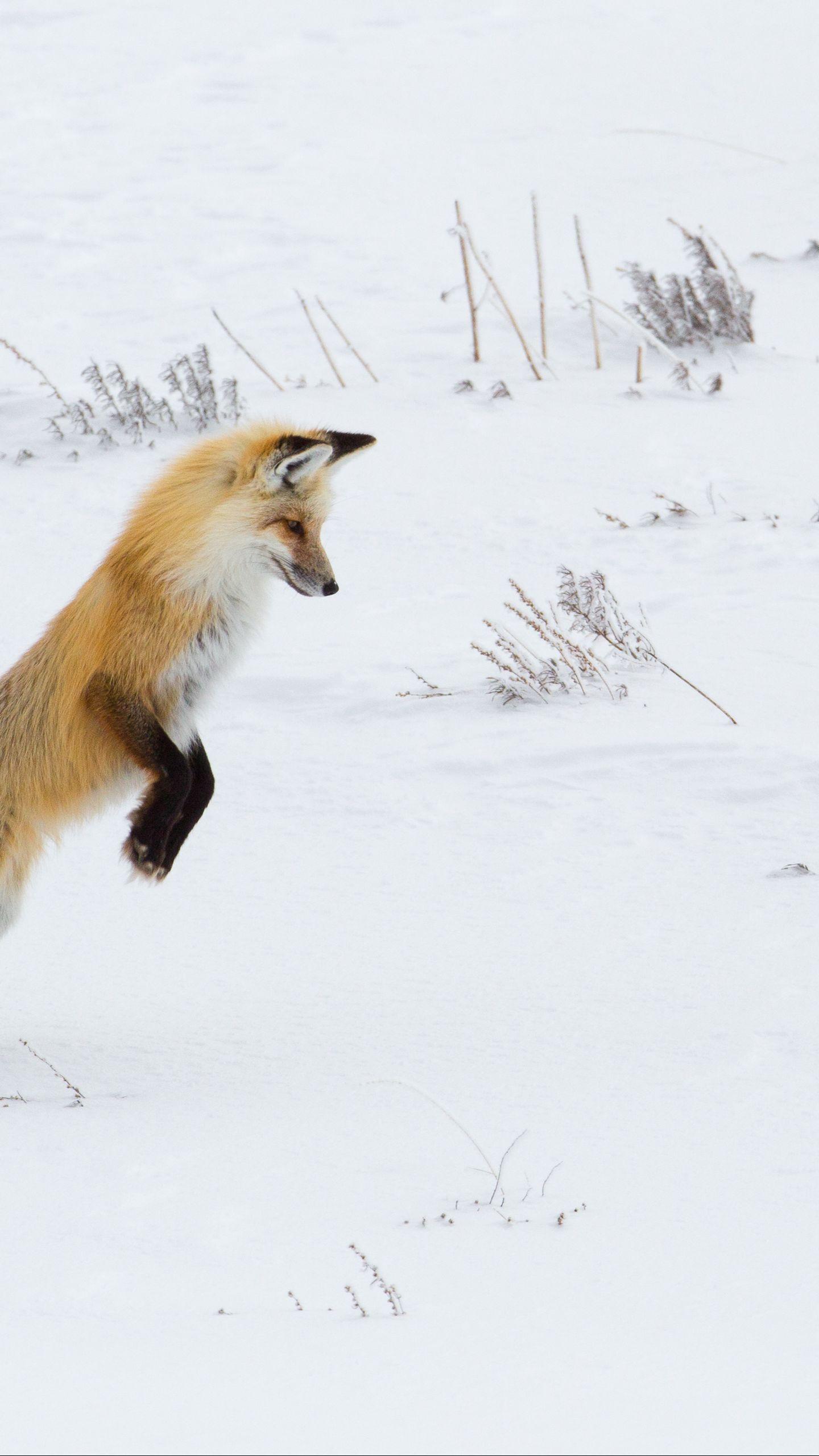 1440x2560 Download wallpaper 1440x2560 fox, funny, predator, snow qhd samsung galaxy s s edge, note, lg g4 HD background
