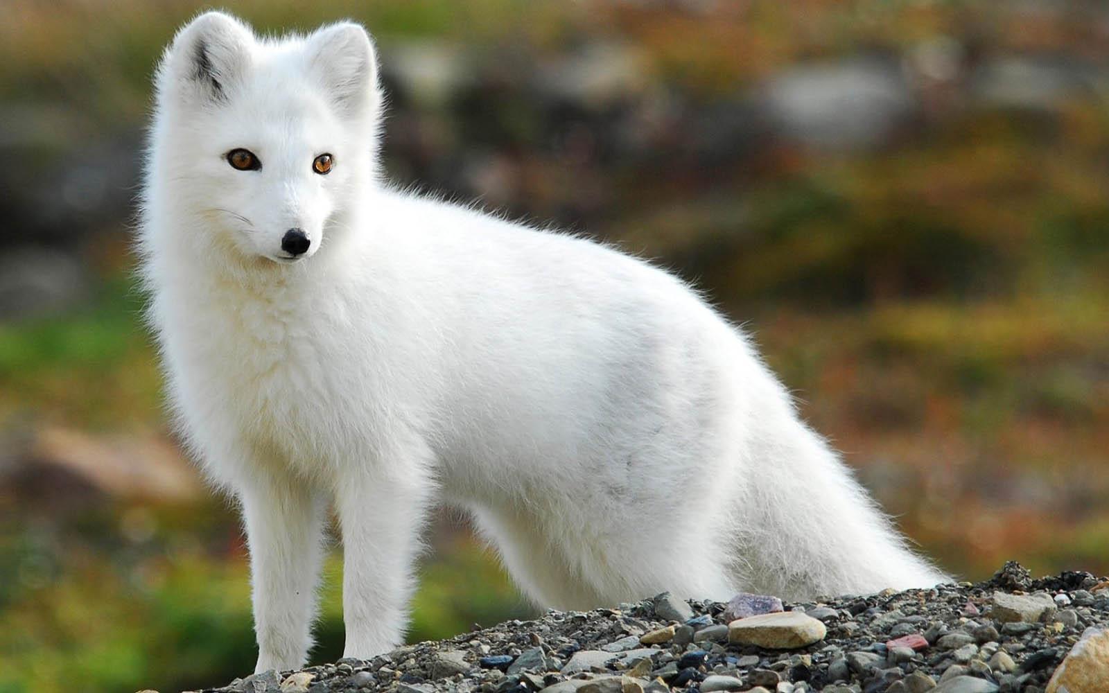 1600x1000 Free download Tag Arctic Fox Wallpaper Background Photo Image and Picture [1600x1000] for your Desktop, Mobile & Tablet. Explore Arctic Fox Wallpaper. Arctic Wolf Wallpaper, Arctic Monkeys Wallpaper HD