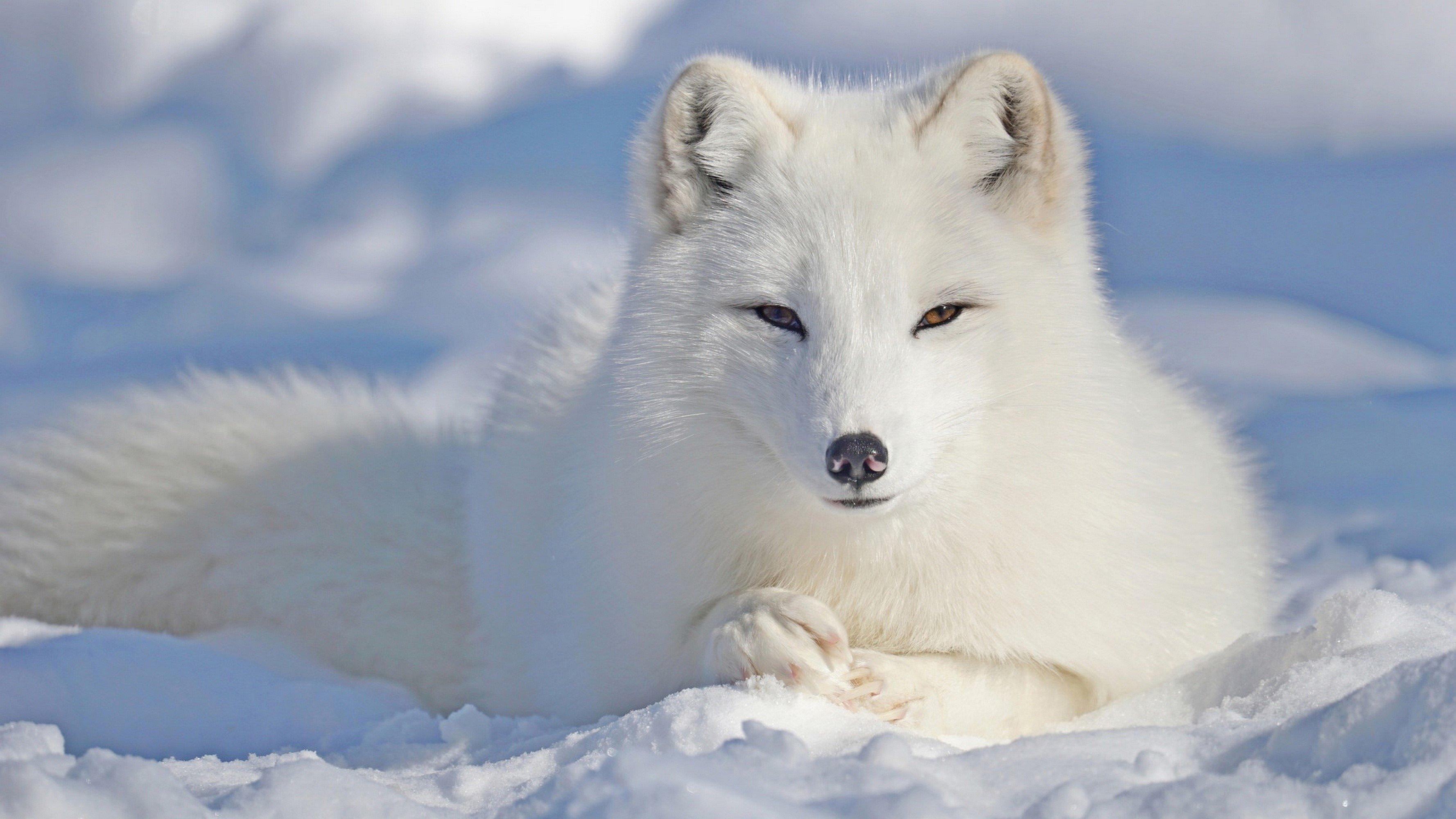 3556x2000 Arctic Fox Animal Facts