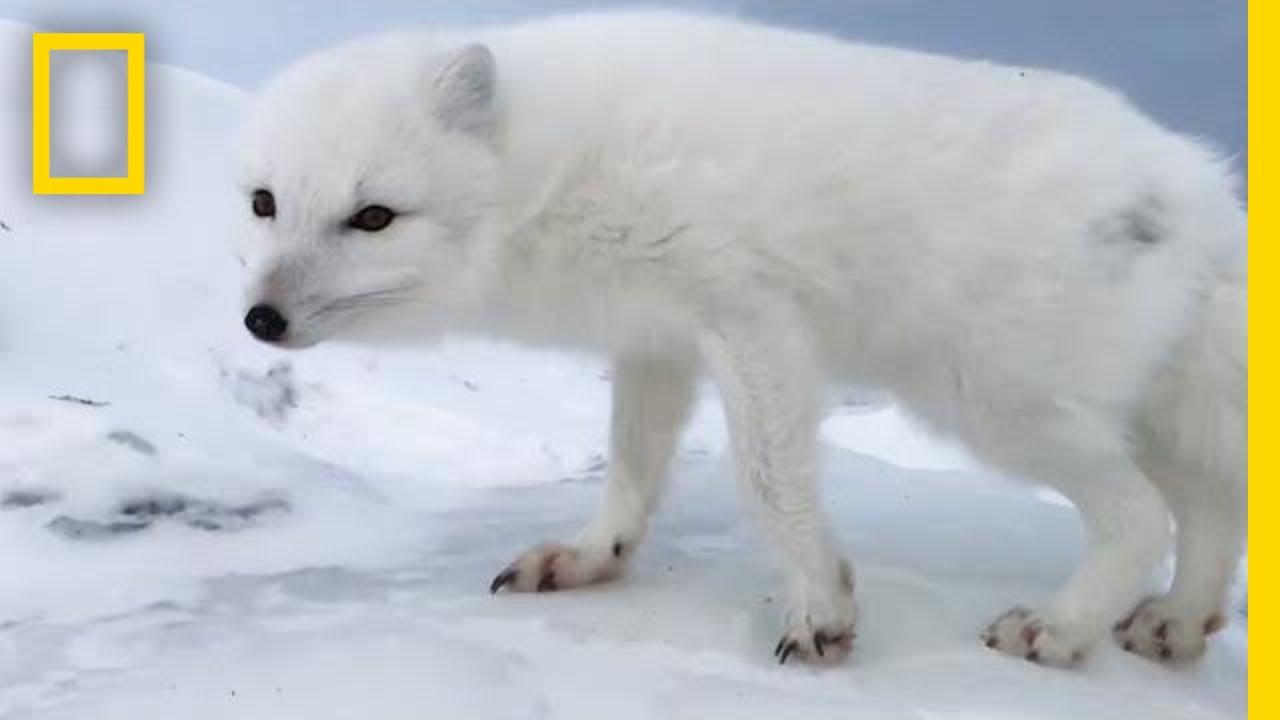1280x720 A Friendly Arctic Fox Greets Explorers