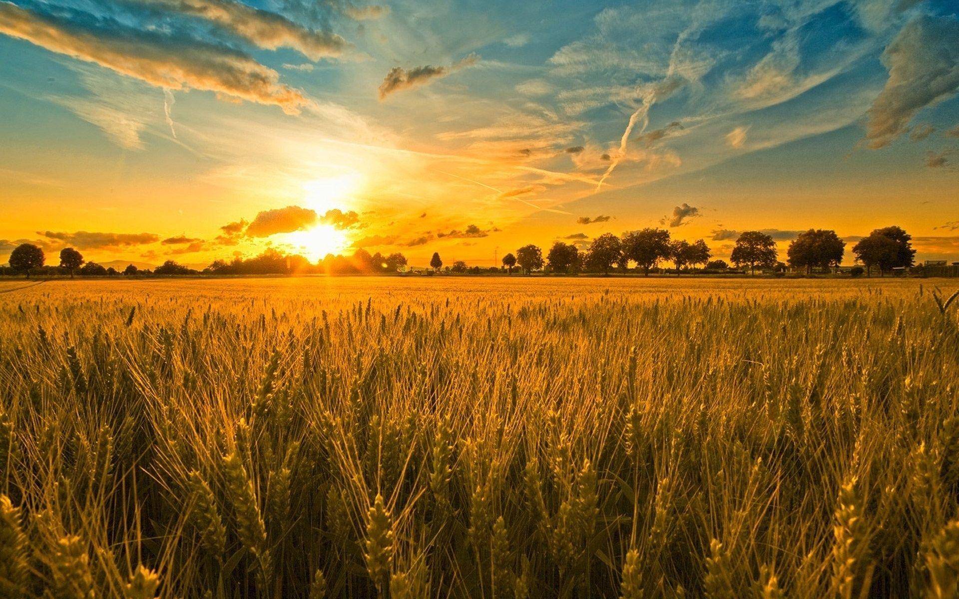 Farm Sunset Background