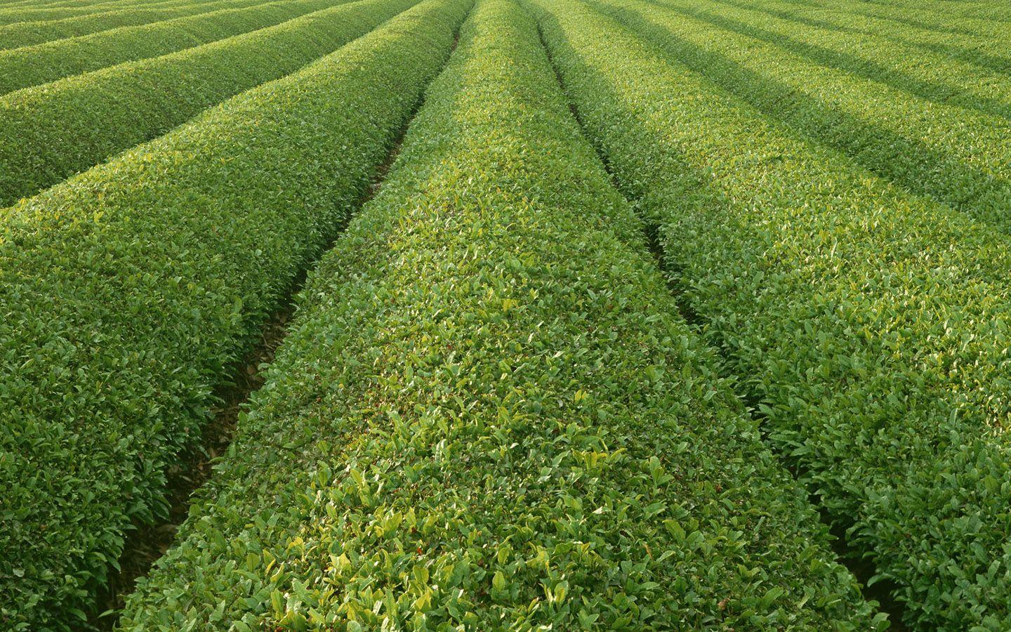 1440x900 Country farmland photo farm land wallpaper 1440x900 NO