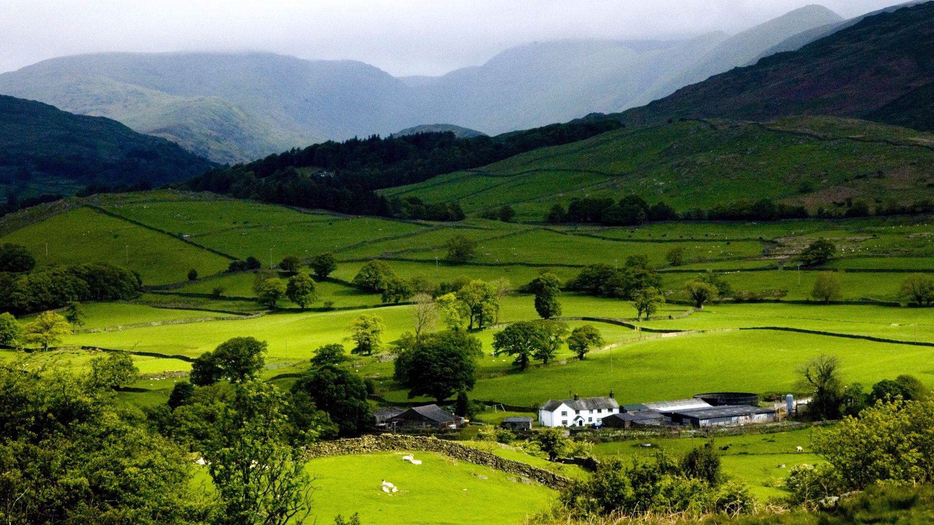 1920x1080 Grass new zealand farmland wallpaper