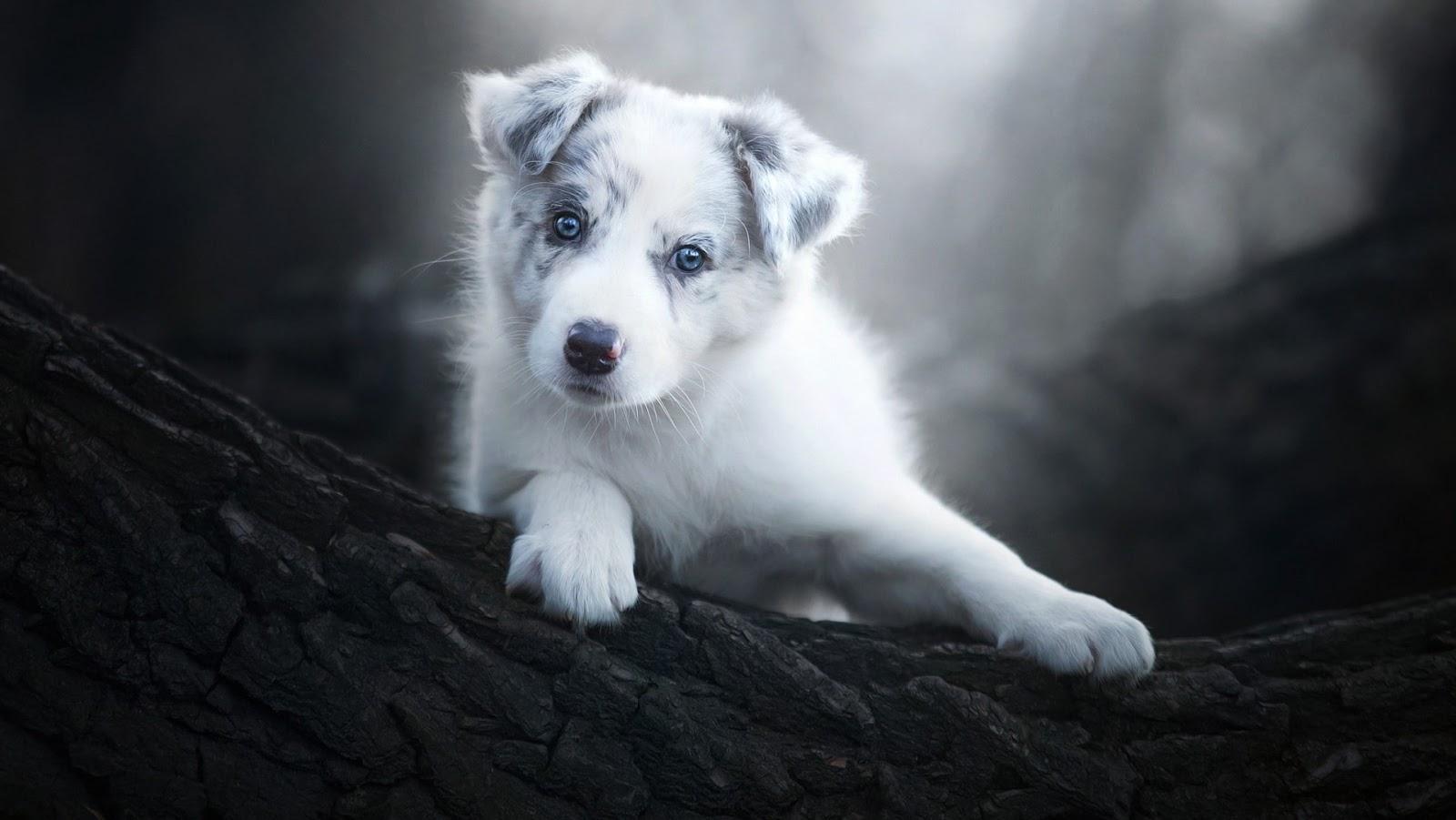 1600x901 Cute Alaskan Baby Dog HD Image, Wallpaper, HD Picture Media Magazine ERROR 404 Media Magazine