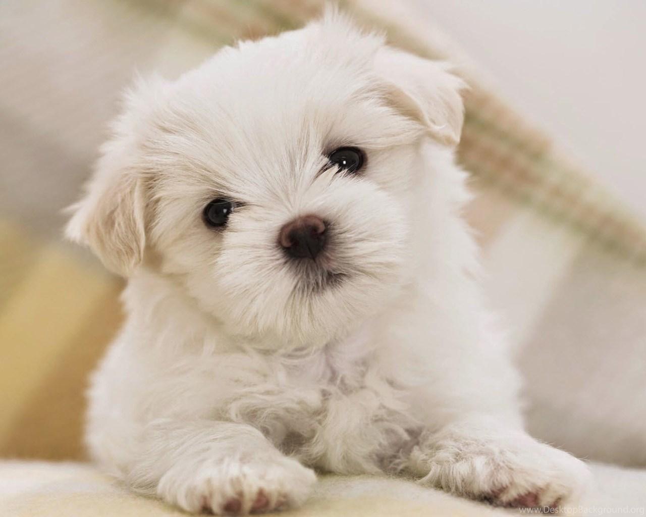 1280x1024 Cute Fluffy Dogs Wallpaper Free Download PC Online Fun Desktop Background