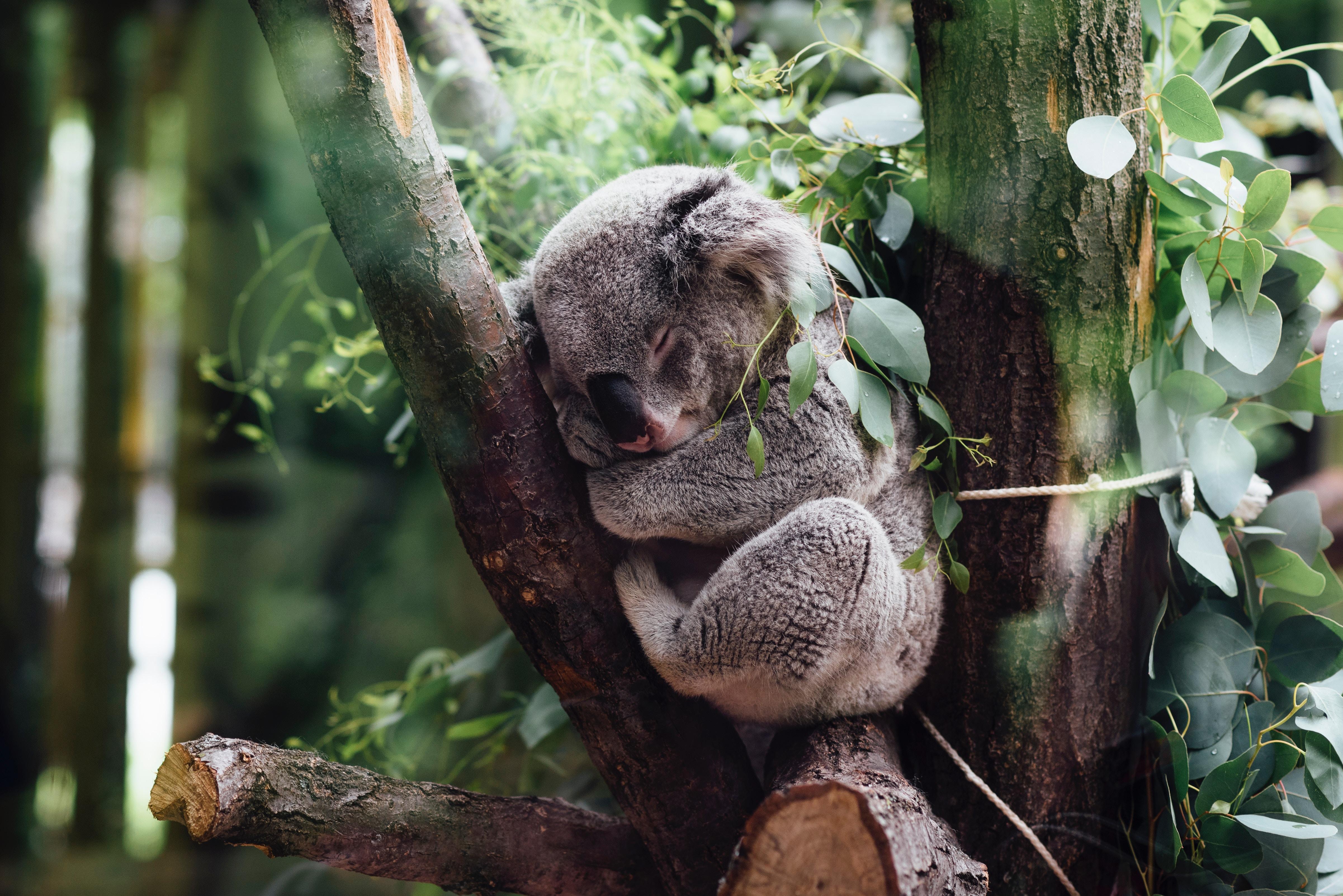 4804x3207 4804x3207 #sleep, #outside, #nature, #wallpaper, #fluffy, #sleeping, #branch, #napping, #animal, #eucaliptu, #forest, #cute background, #Public domain image, #koala, #cute wallpaper, #nap, #tree, #marsupial, #jungle, #wildlife, #cute. Mocah