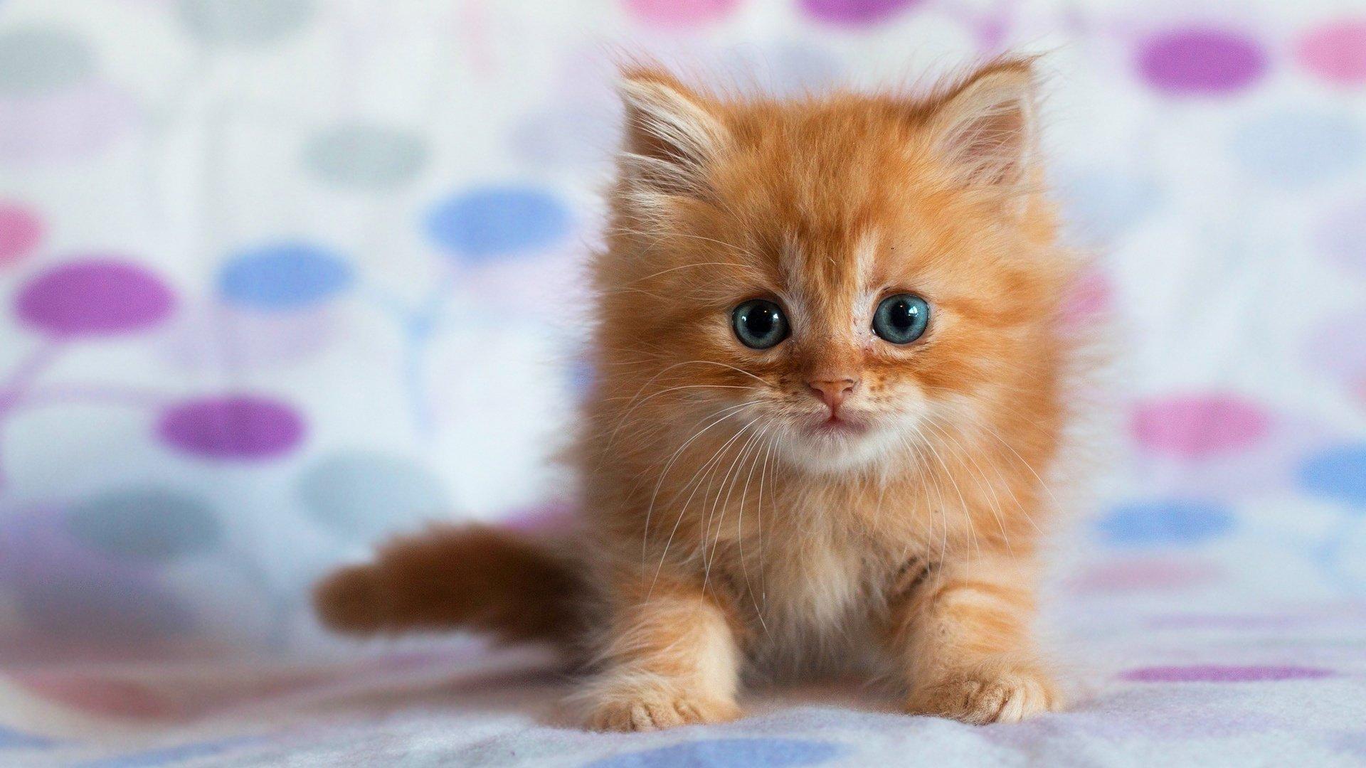 1920x1080 Adorable Kitten HD Wallpaper. Background Imagex1080