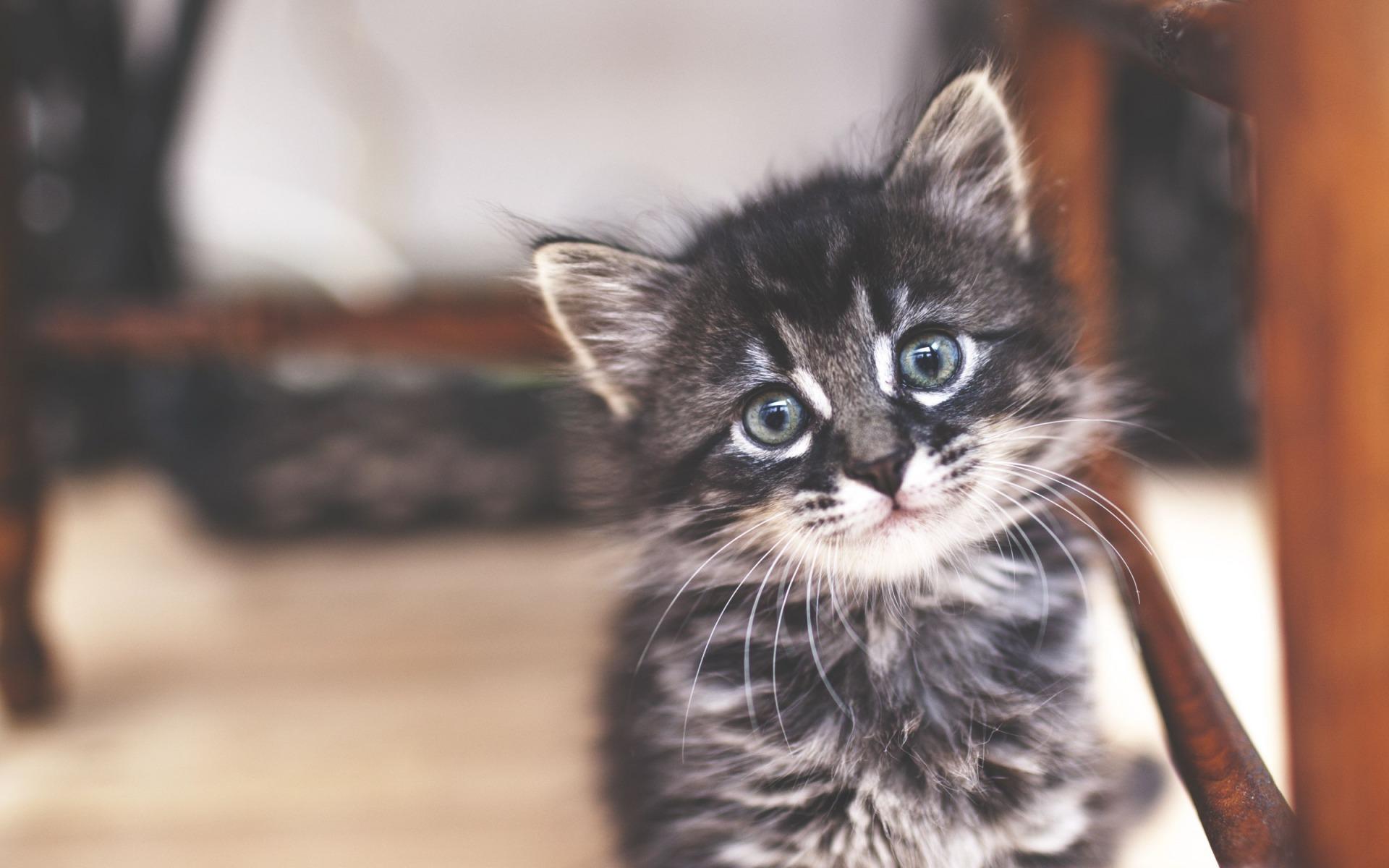 1920x1200 Download wallpaper Maine Coon, small kitten, cute fluffy animals, domestic cats, fluffy kitten for desktop with resolution 1920x1200. High Quality HD picture wallpaper