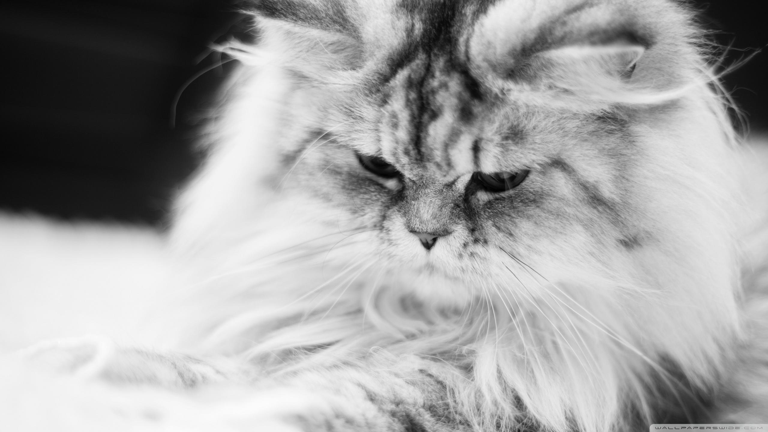 2560x1440 Cute Fluffy Cat Black and White Ultra HD Desktop Background Wallpaper for 4K UHD TV : Widescreen & UltraWide Desktop & Laptop : Tablet