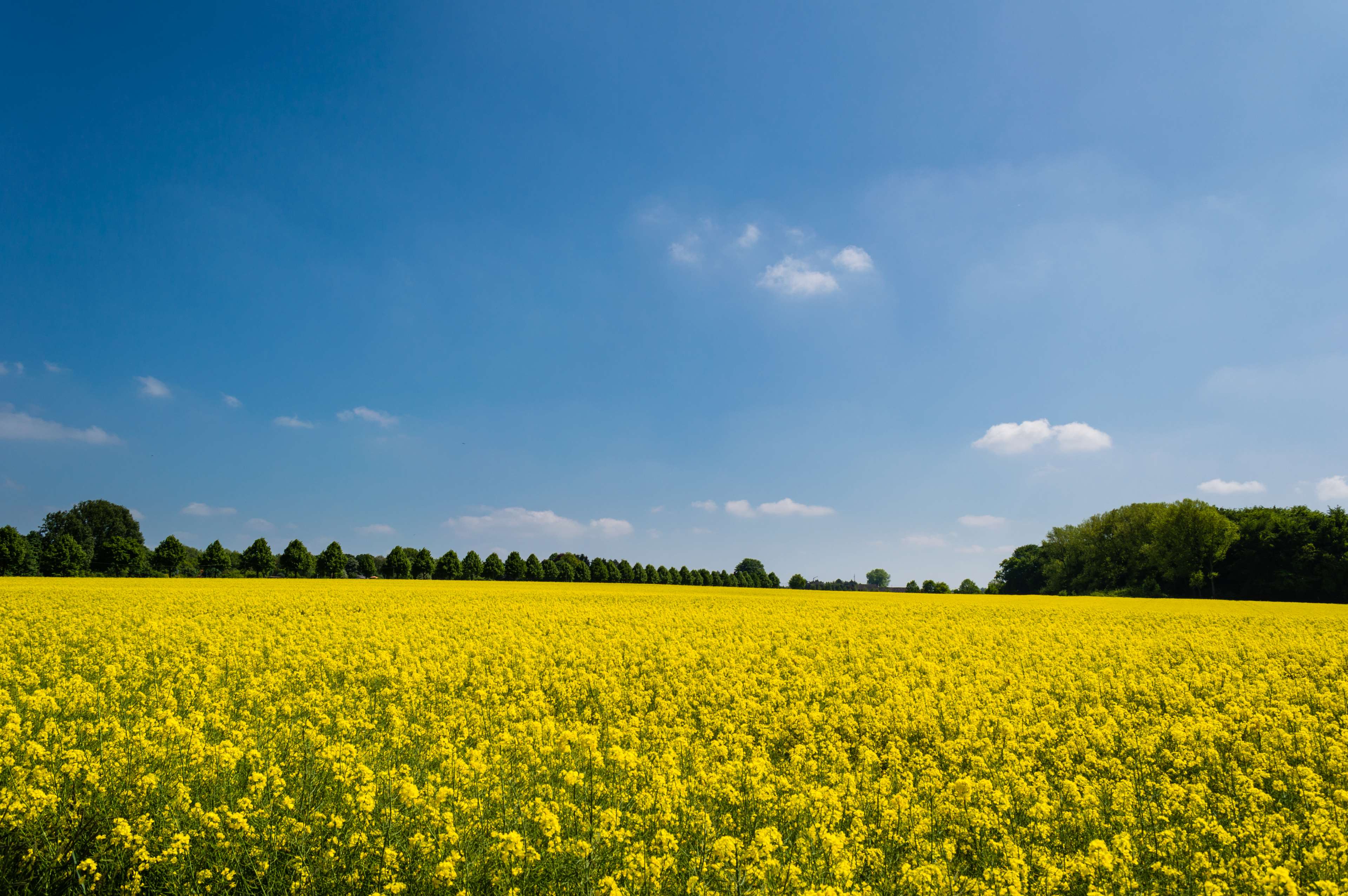 Field k. Украина поле рапса. Поле с желтыми цветами. Поле фото. Поля России.