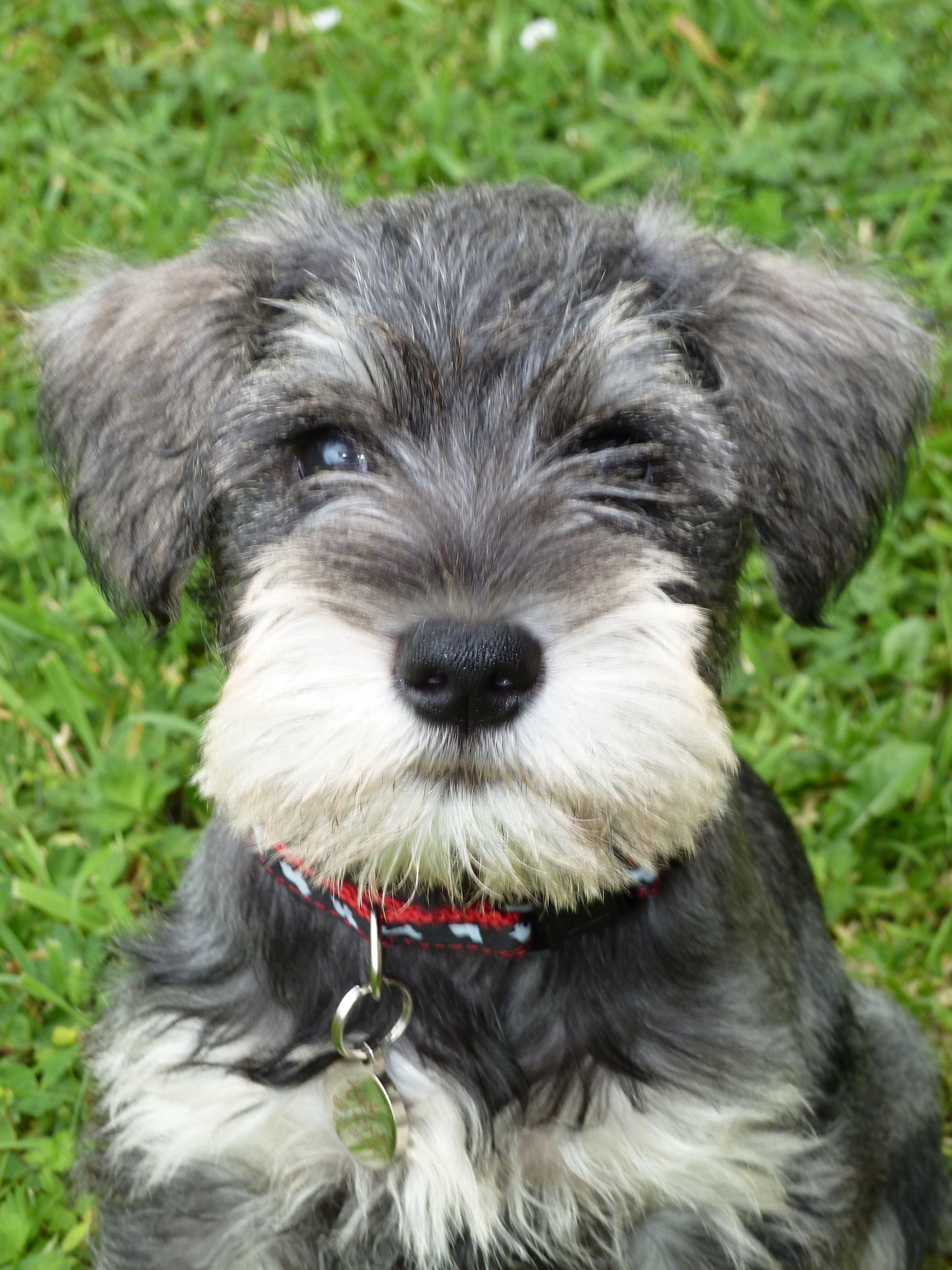 3000x4000 Regarding Dog Ownership, We Have The Goods ** Read more at the image link. #DogsLover. Miniature schnauzer puppies, Schnauzer puppy, Schnauzer