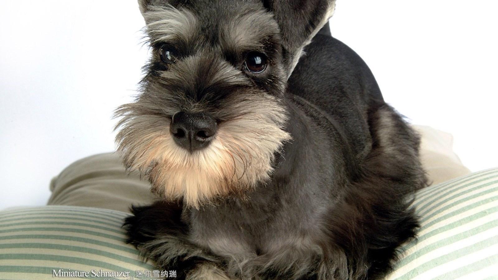 Miniature Schnauzer Wallpapers - Top Free Miniature Schnauzer ...