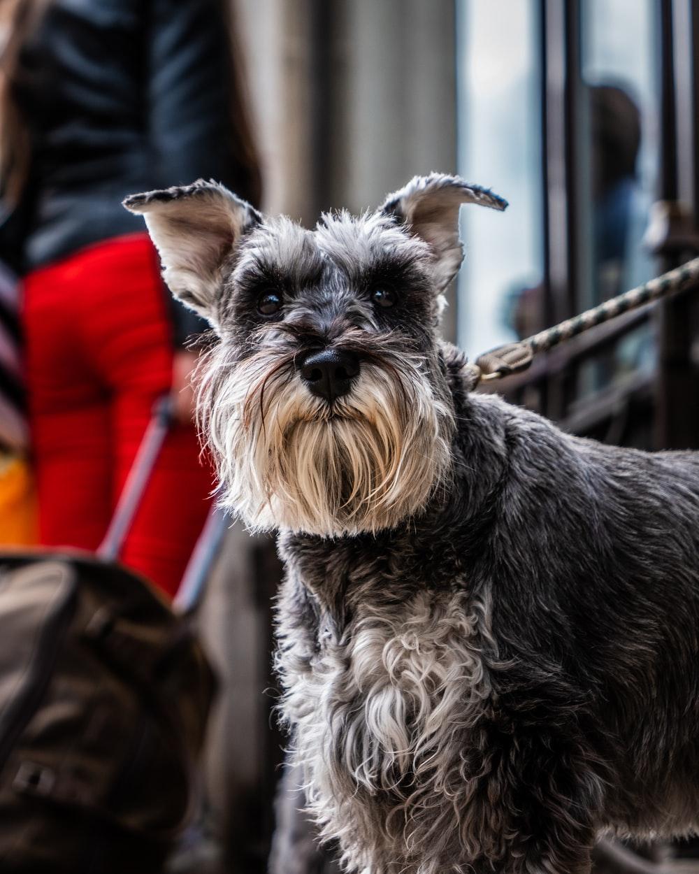 1000x1250 black and brown miniature schnauzer photo