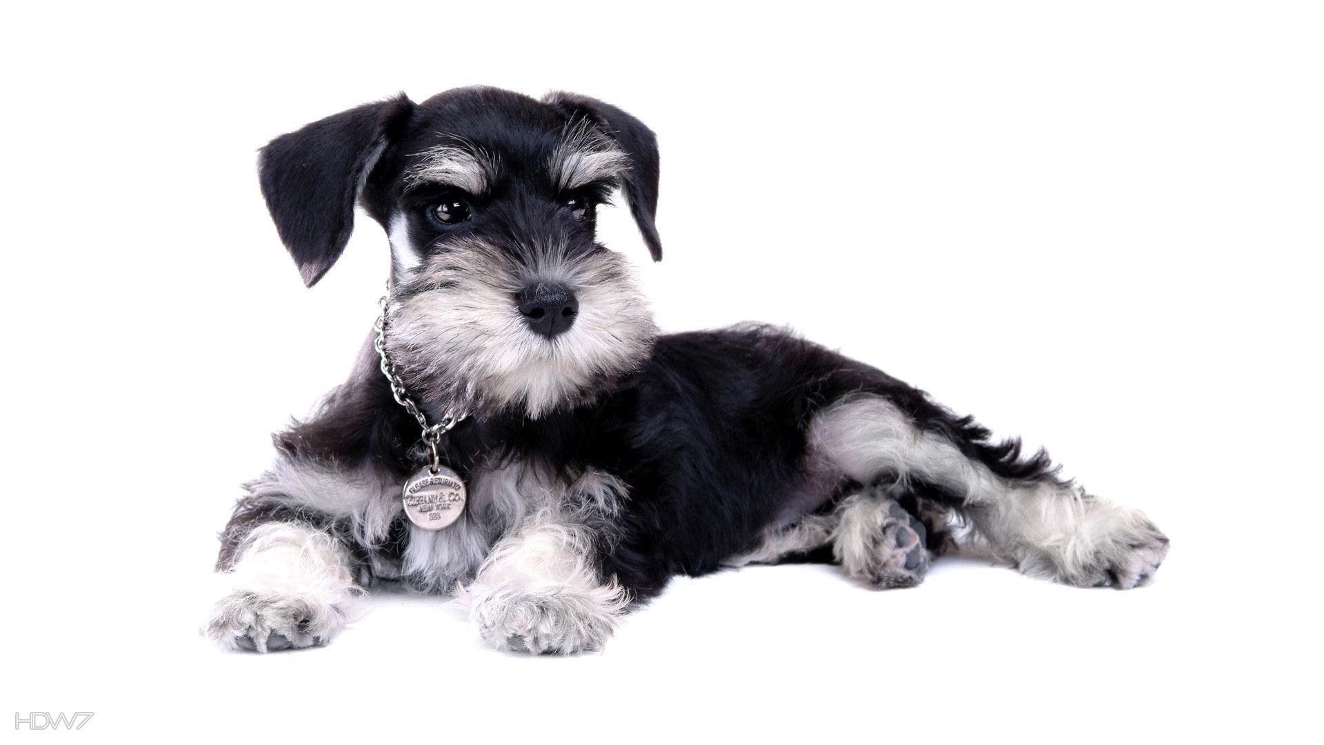 Miniature Schnauzer Wallpapers - Top Free Miniature Schnauzer