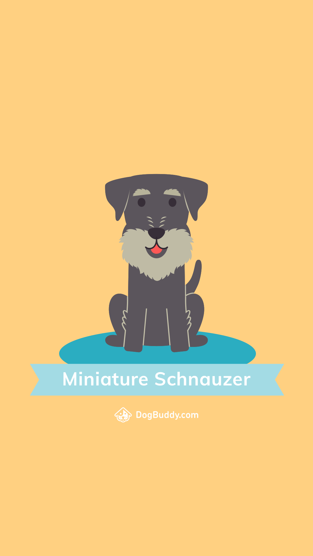 1080x1920 Woofpaper: Miniature Schnauzer