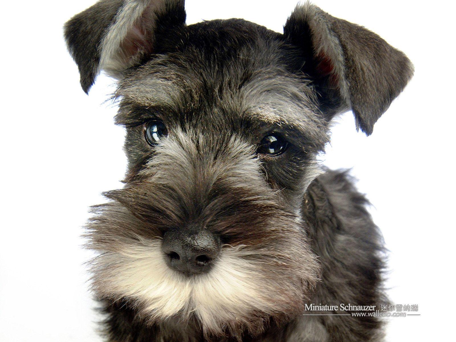 1600x1200 1600*1200 Miniature Schnauzer Puppies Photo Schnauzer wallpaper 1600*1200 NO.35 Wallpaper. Miniature schnauzer, Miniature schnauzer puppies, Puppy photo