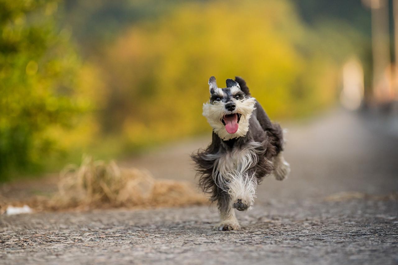 1280x852 Desktop Wallpaper Miniature Schnauzer Dogs Running Asphalt Animals