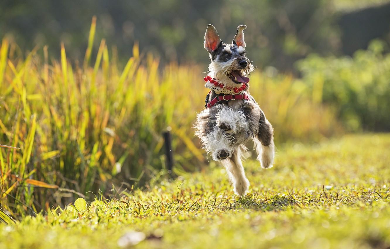 1332x850 Wallpaper joy, mood, dog, running, walk, The miniature Schnauzer, dwarf Schnauzer image for desktop, section собаки