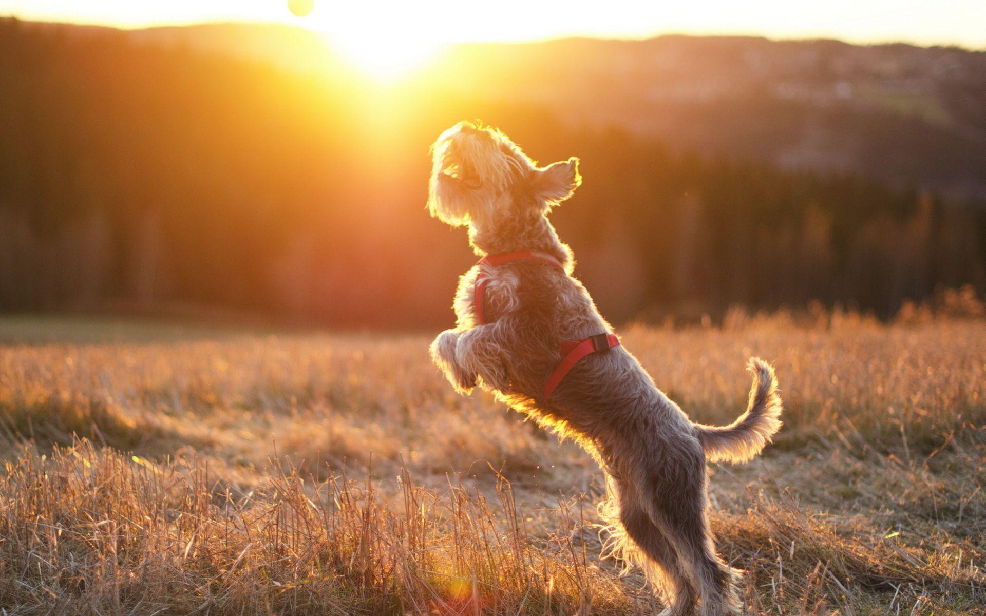 1920x1200 Miniature Schnauzer Dog Wallpaper