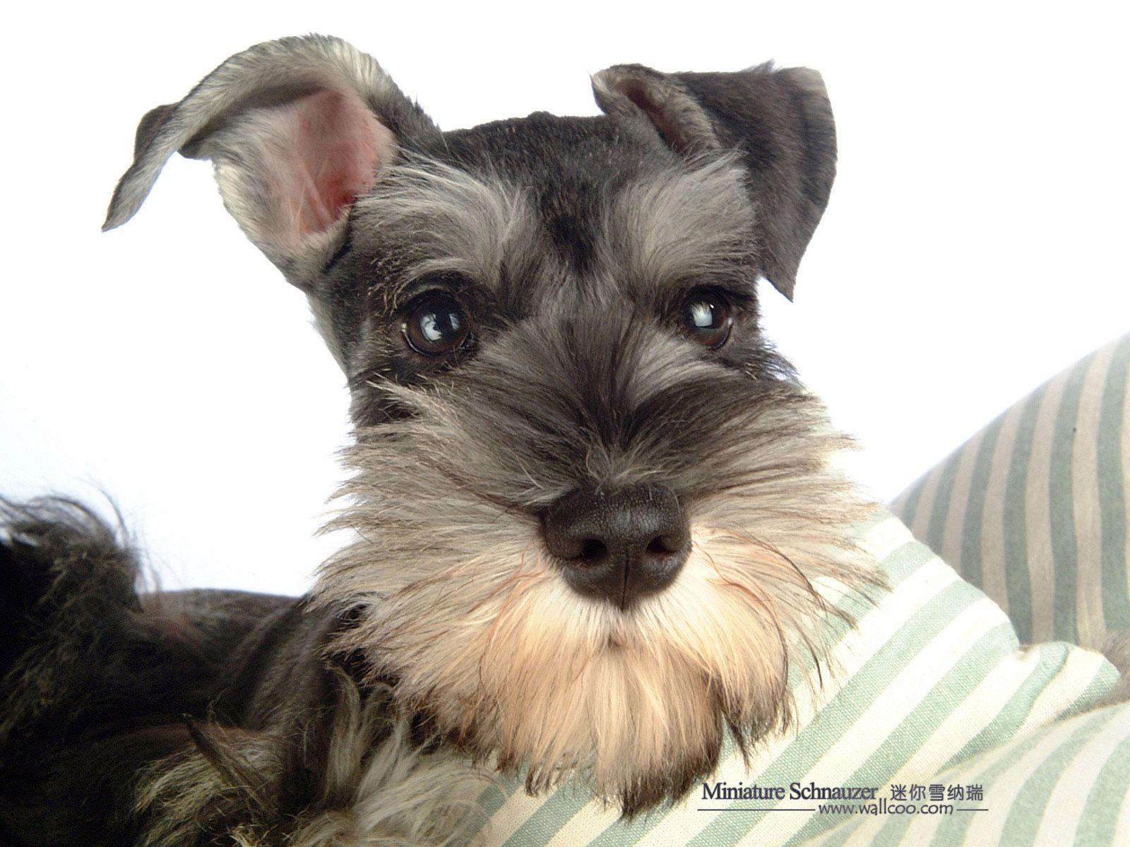 1600x1200 1600*1200 Miniature Schnauzer Puppies Photo Schnauzer wallpaper 1600x1200 NO.18 Desktop Wallpape. Miniature schnauzer puppies, Cute dogs, Schnauzer breed