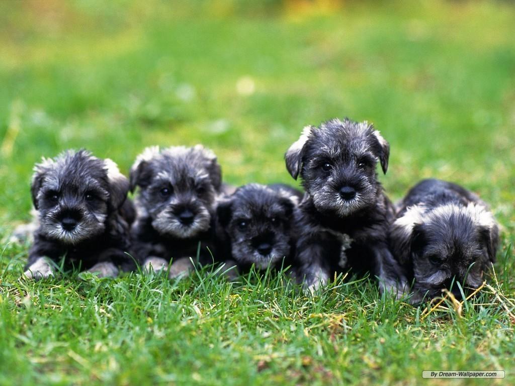 1024x768 Miniature Schnauzer Wallpaper