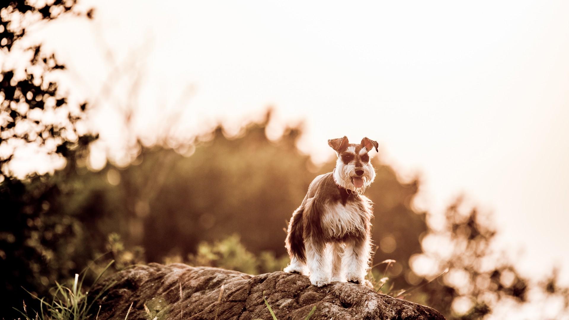 1920x1080 Photo Miniature Schnauzer Dogs Animals