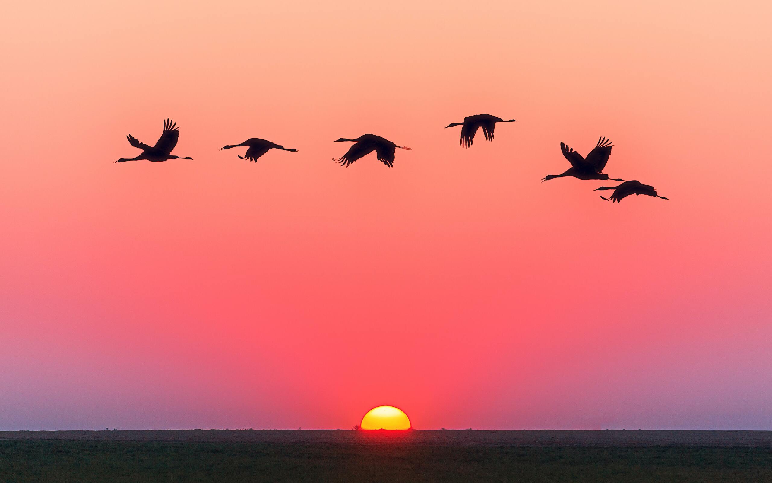 2560x1600 Birds 4K wallpaper for your desktop or mobile screen free and easy to download