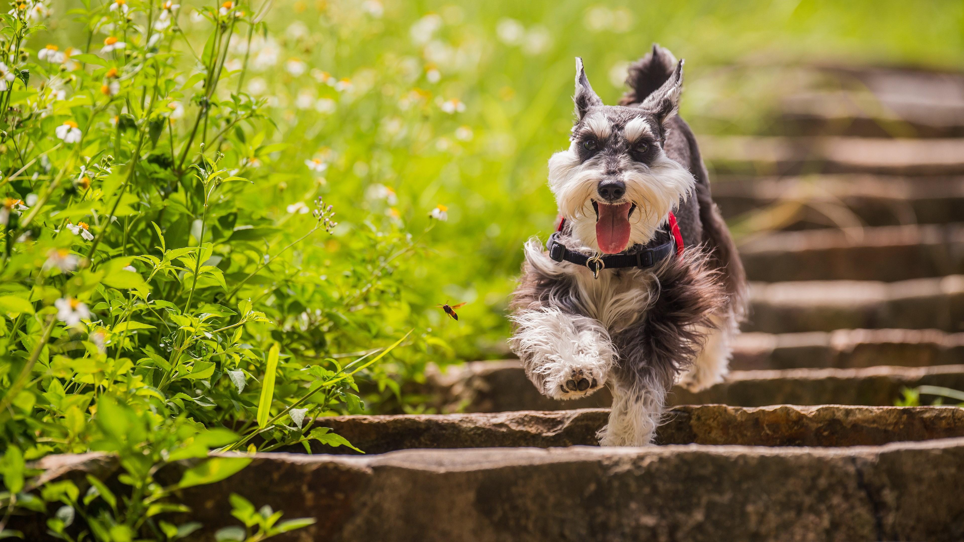 3840x2160 running miniature schnauzer dog picture 4k. Mocah HD Wallpaper